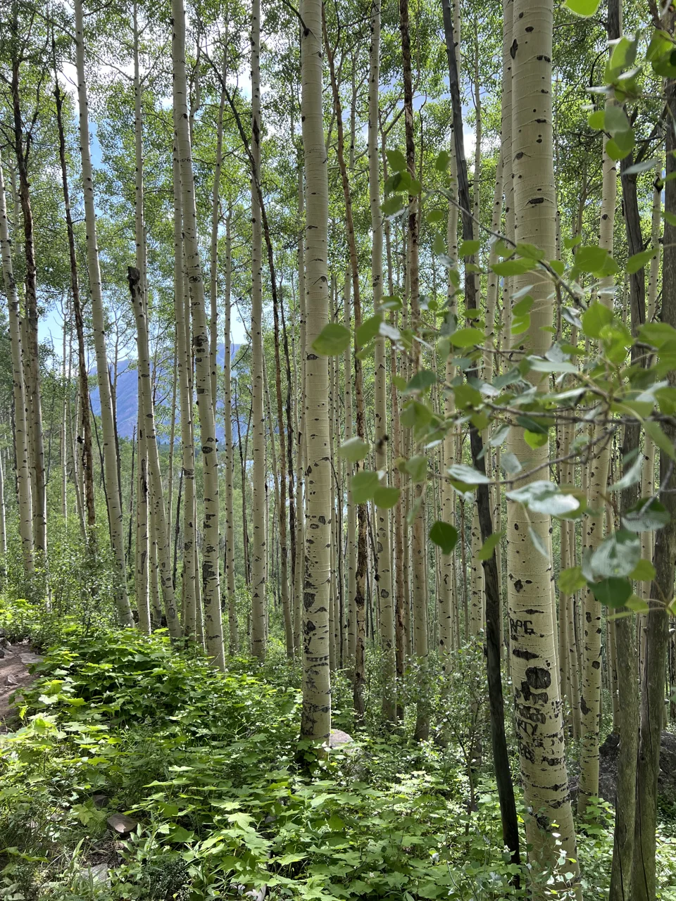 Tall aspen trunks and green undergrowth in July