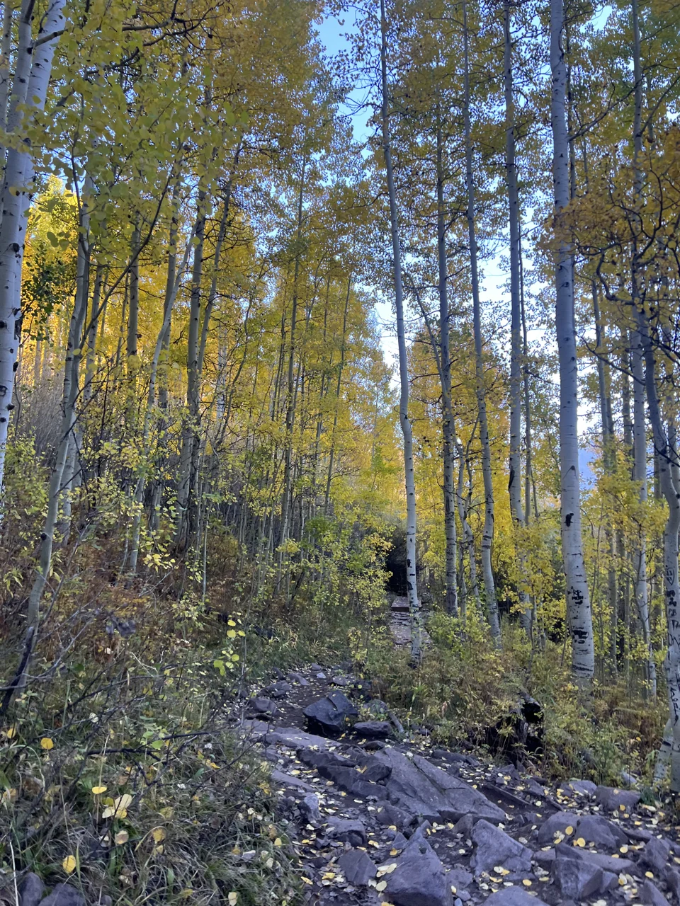 Uneven rocky trail through yellow aspens
