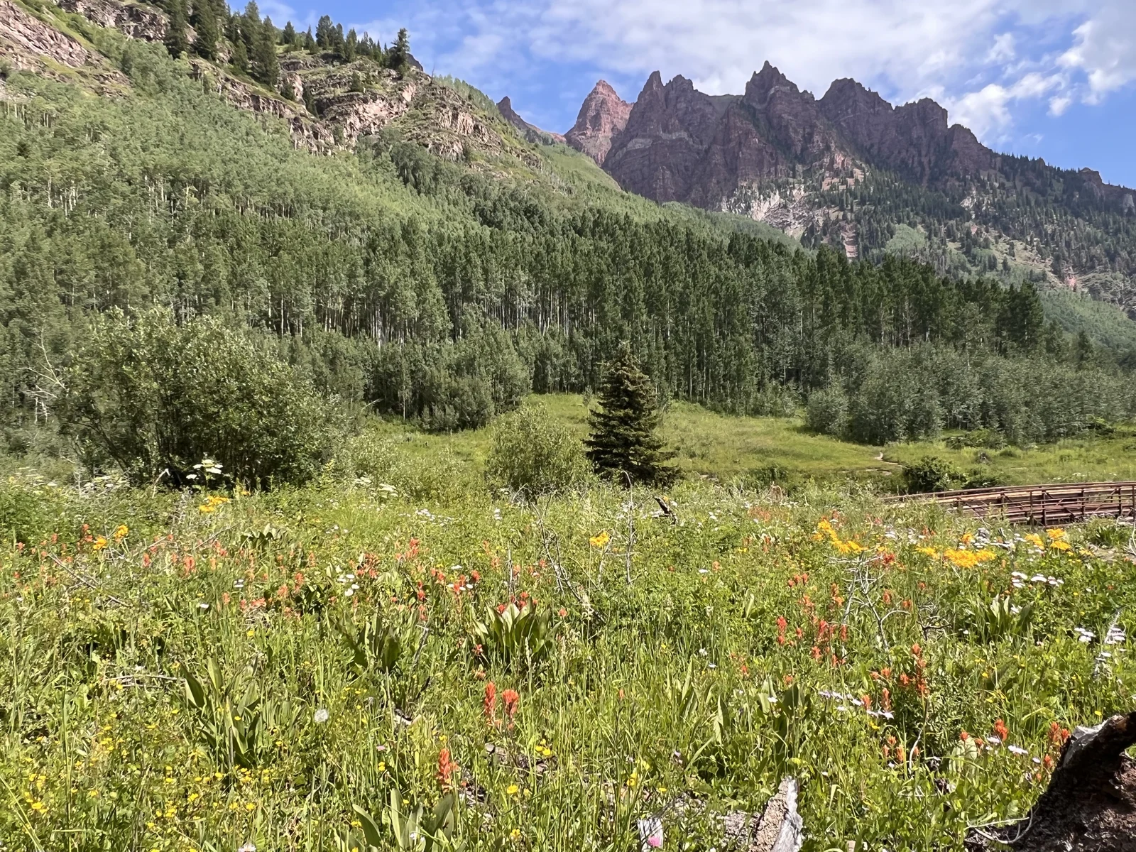Summer wildflowers below the rocky mountain walls