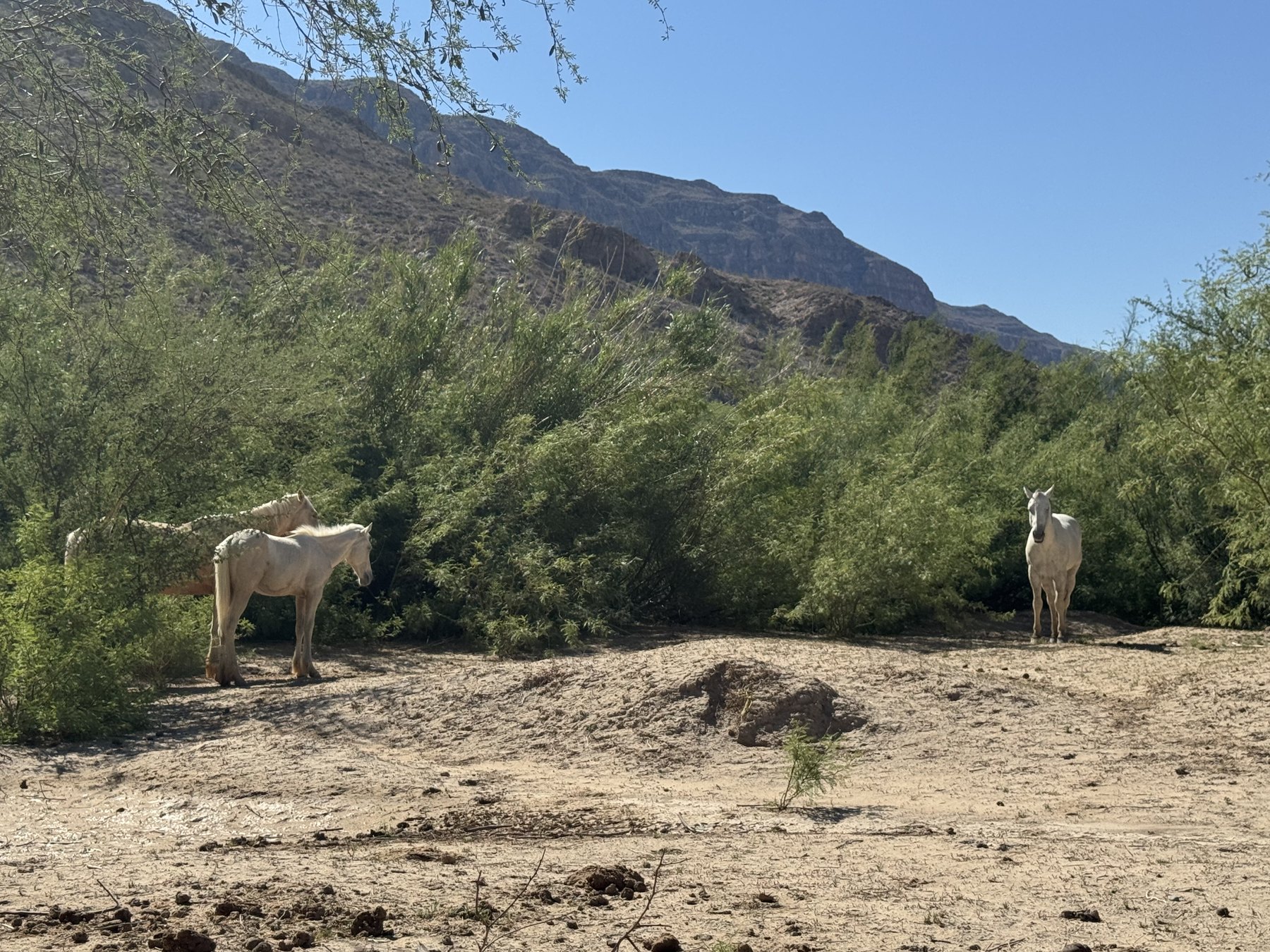 Boquillas crossing