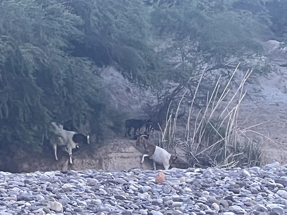 Cattle resting on the riverbank during our Boquillas Canyon hike