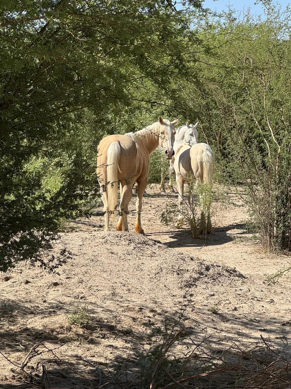 Horses beside the Boquillas Canyon path