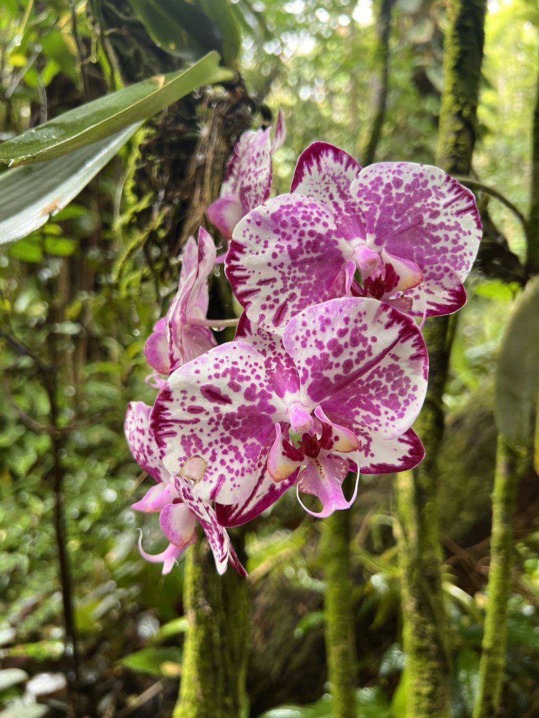 Tropical gardens near Onomea