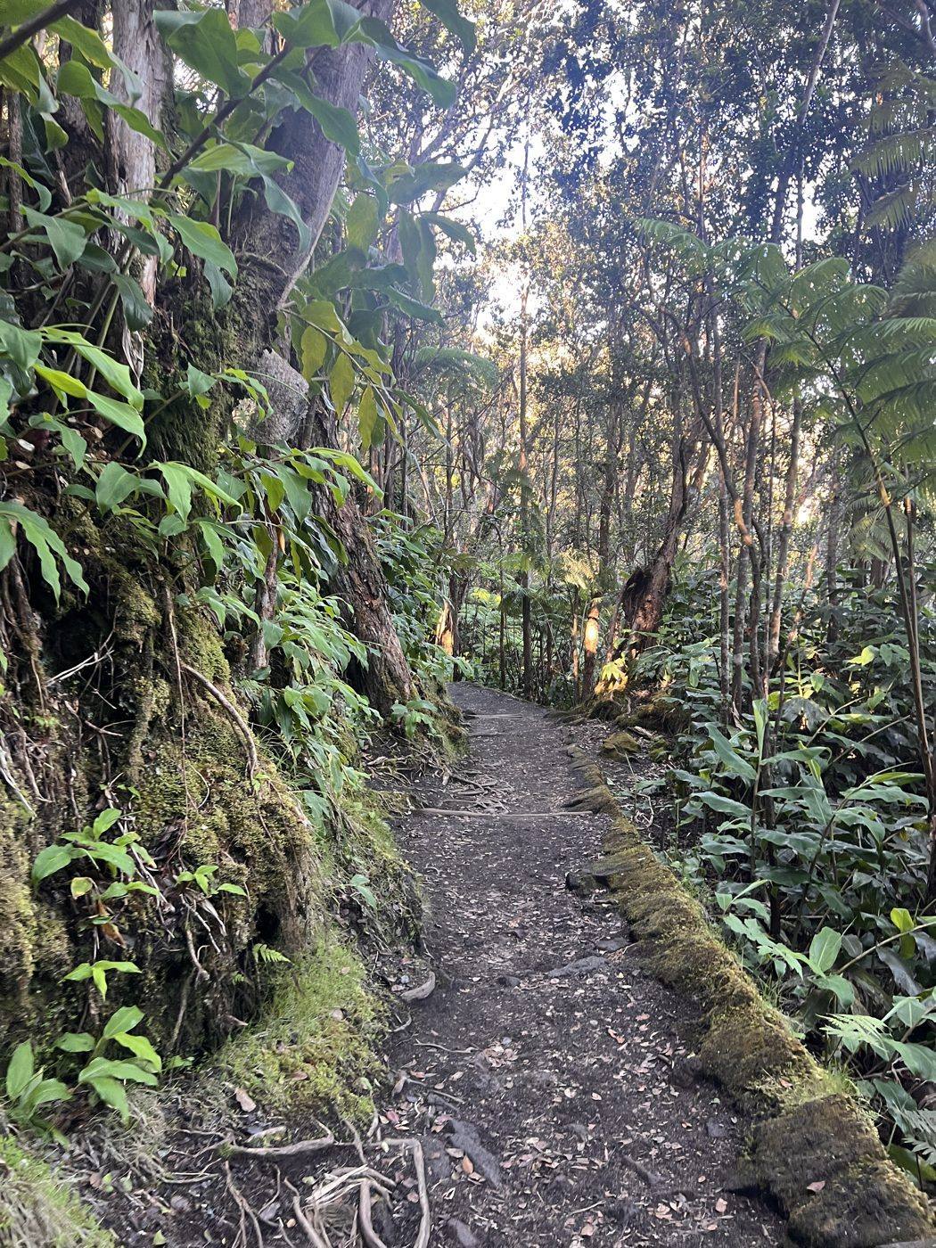Rainforest trail in Hawaii Volcanoes National Park
