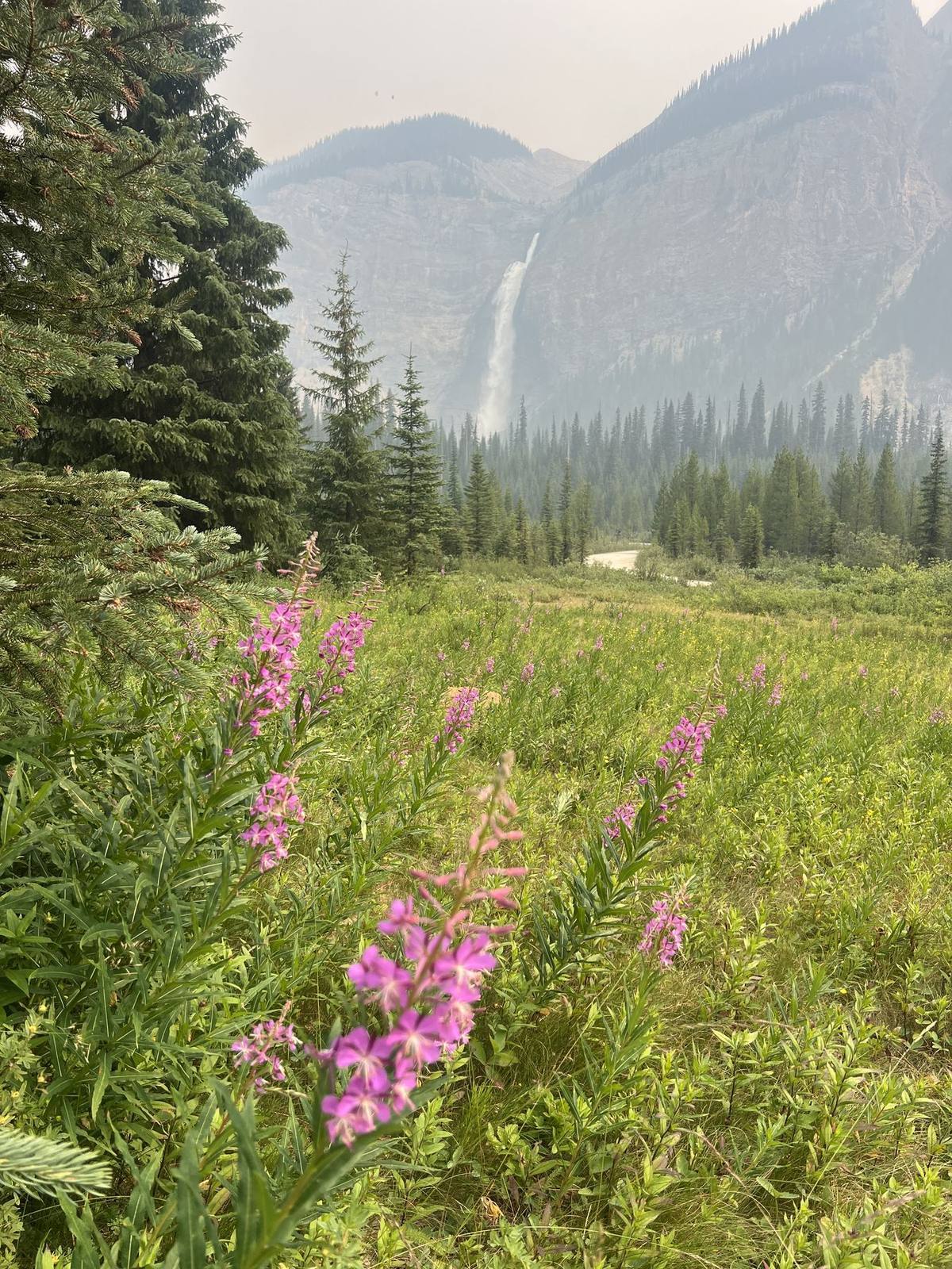 Wildflowers along the Iceline Trail