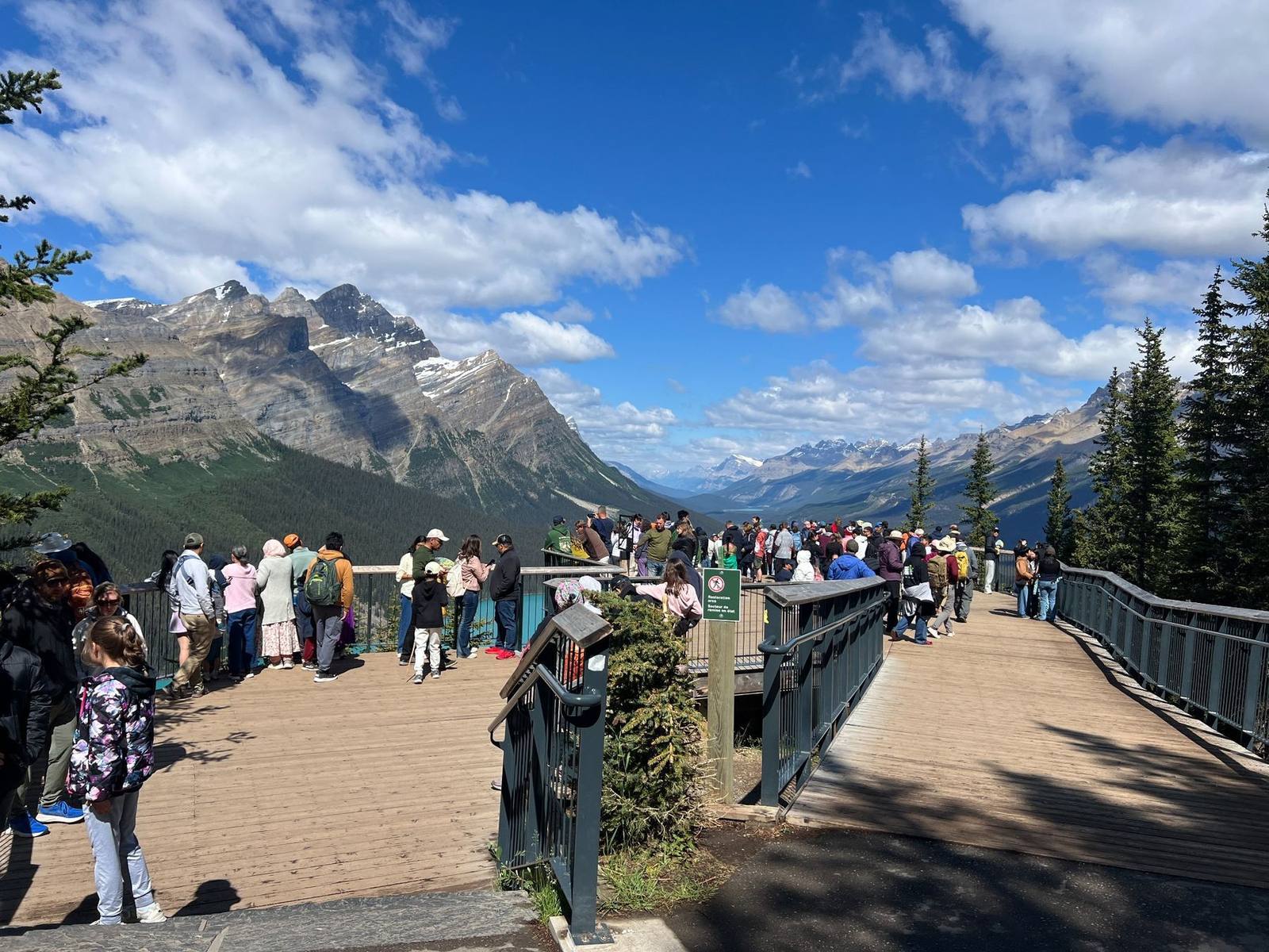 Crowded Peyto overlook