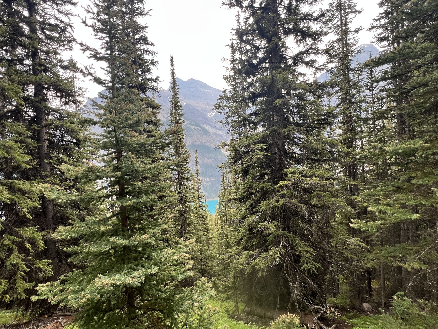 Forest trail at the start of the Sentinel Pass hike from Moraine Lake