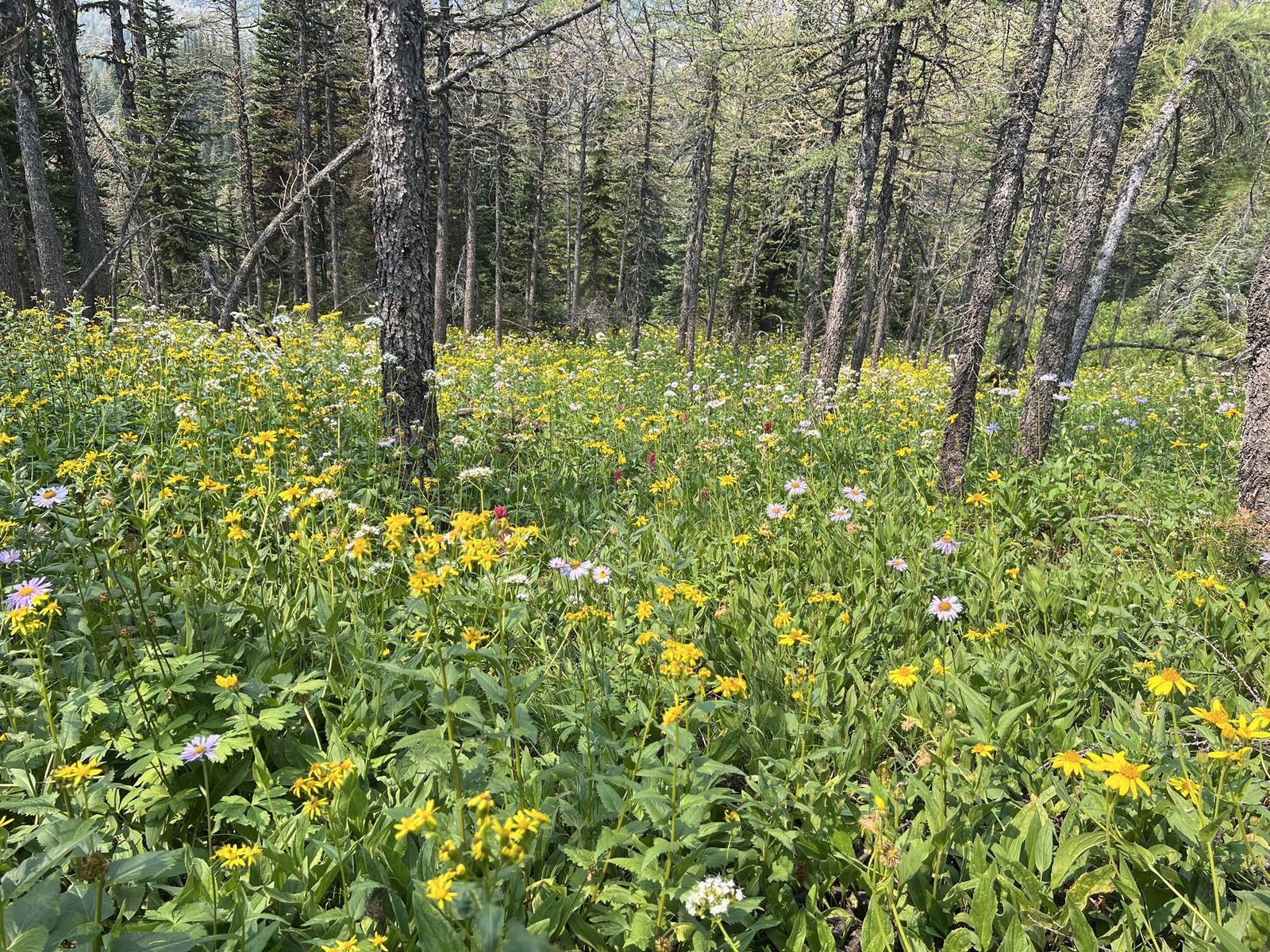 Alpine meadow at Sunshine Meadows