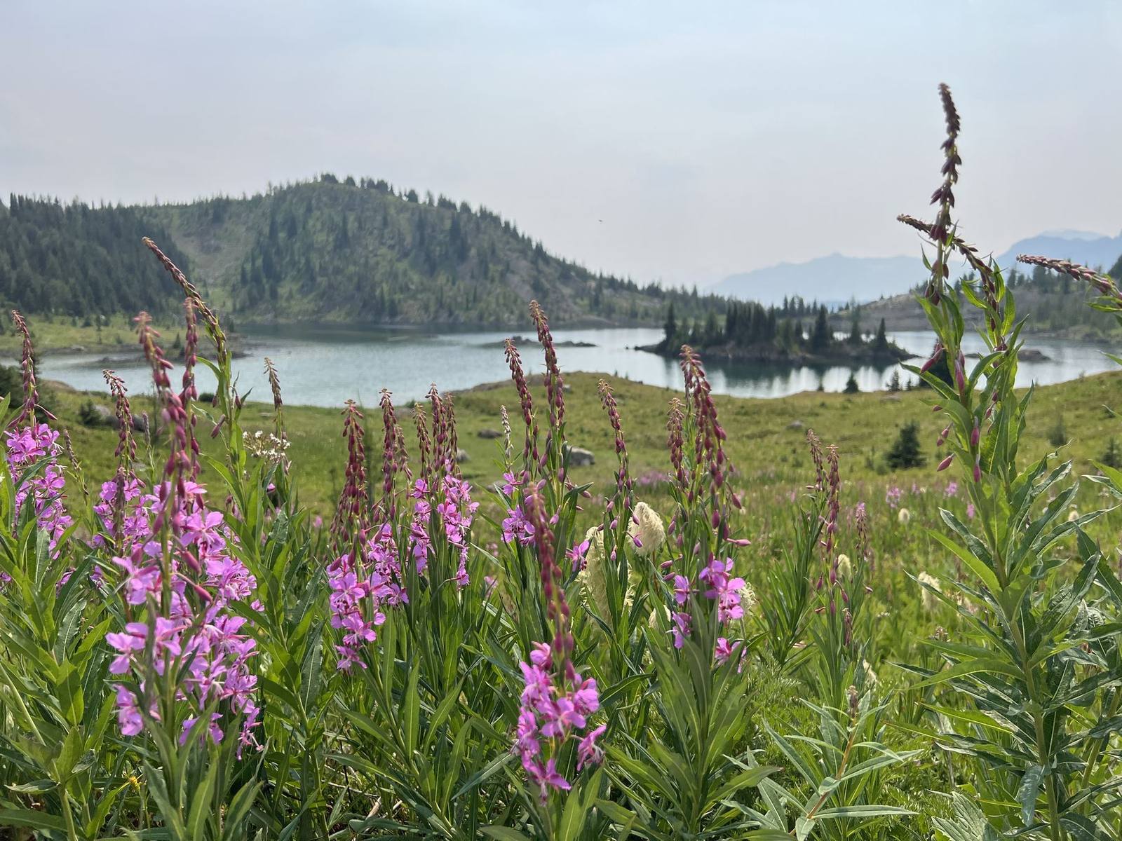 Wildflowers at Sunshine Meadows