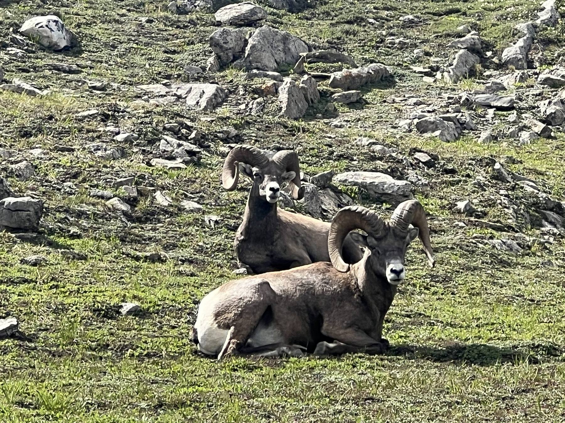 Bighorn sheep along Wilcox Trail