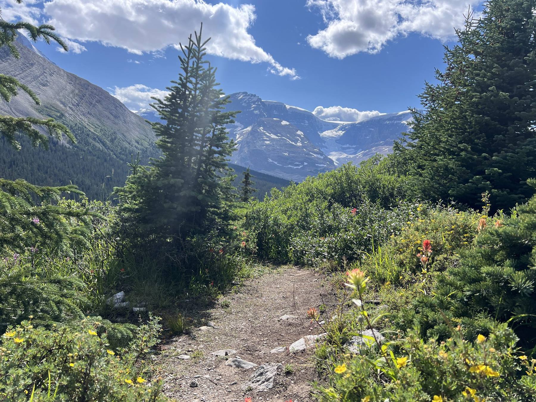 Trail and alpine scenery on Wilcox Trail