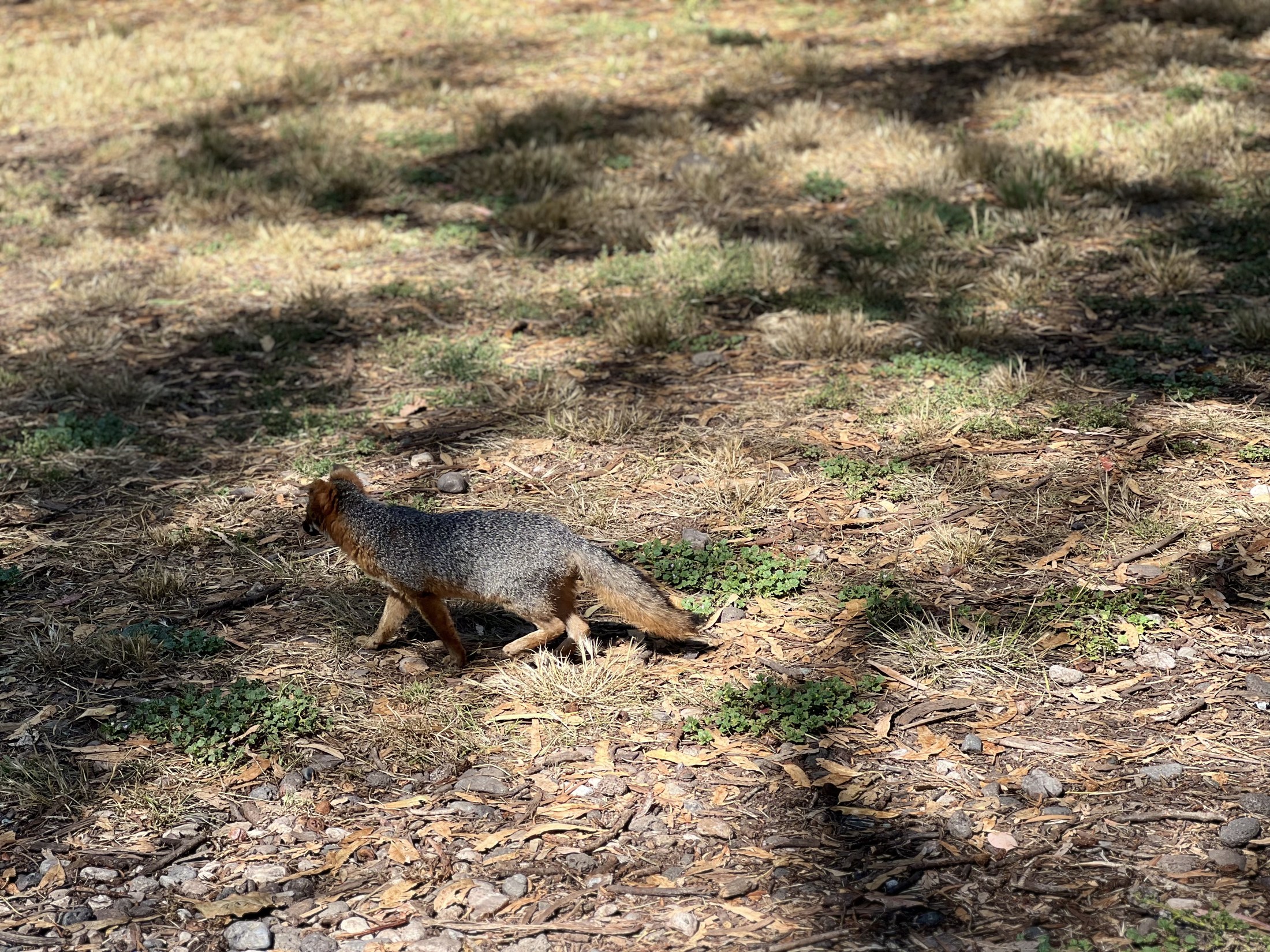 Island fox on Santa Cruz Island