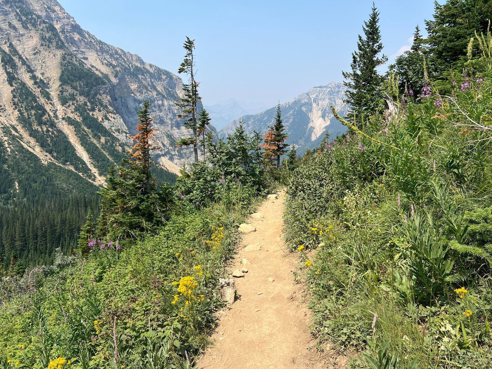 Wildflowers and mountain trail scenery on the hike to Crypt Lake