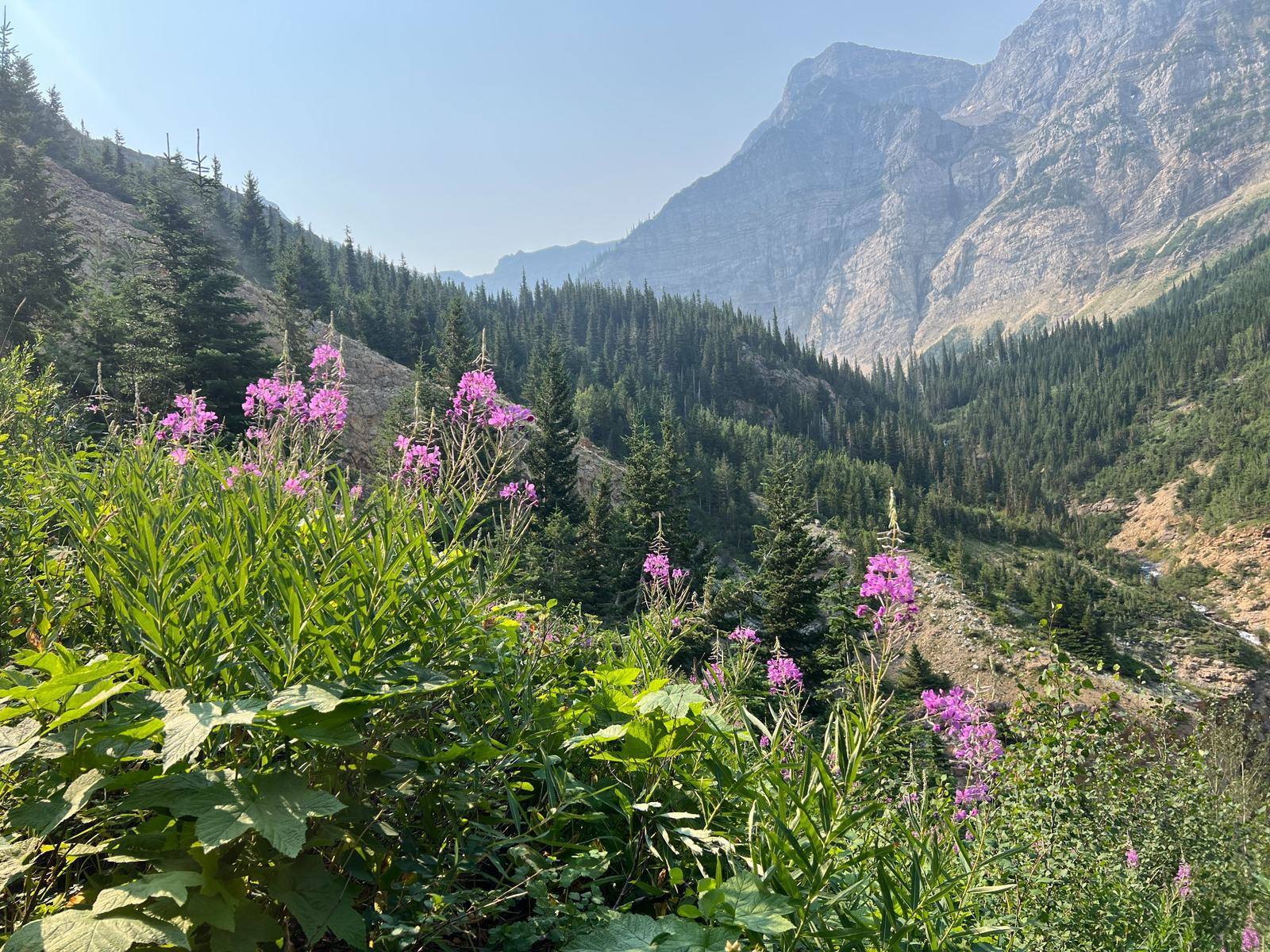 Pink wildflowers beside the Crypt Lake trail in late July