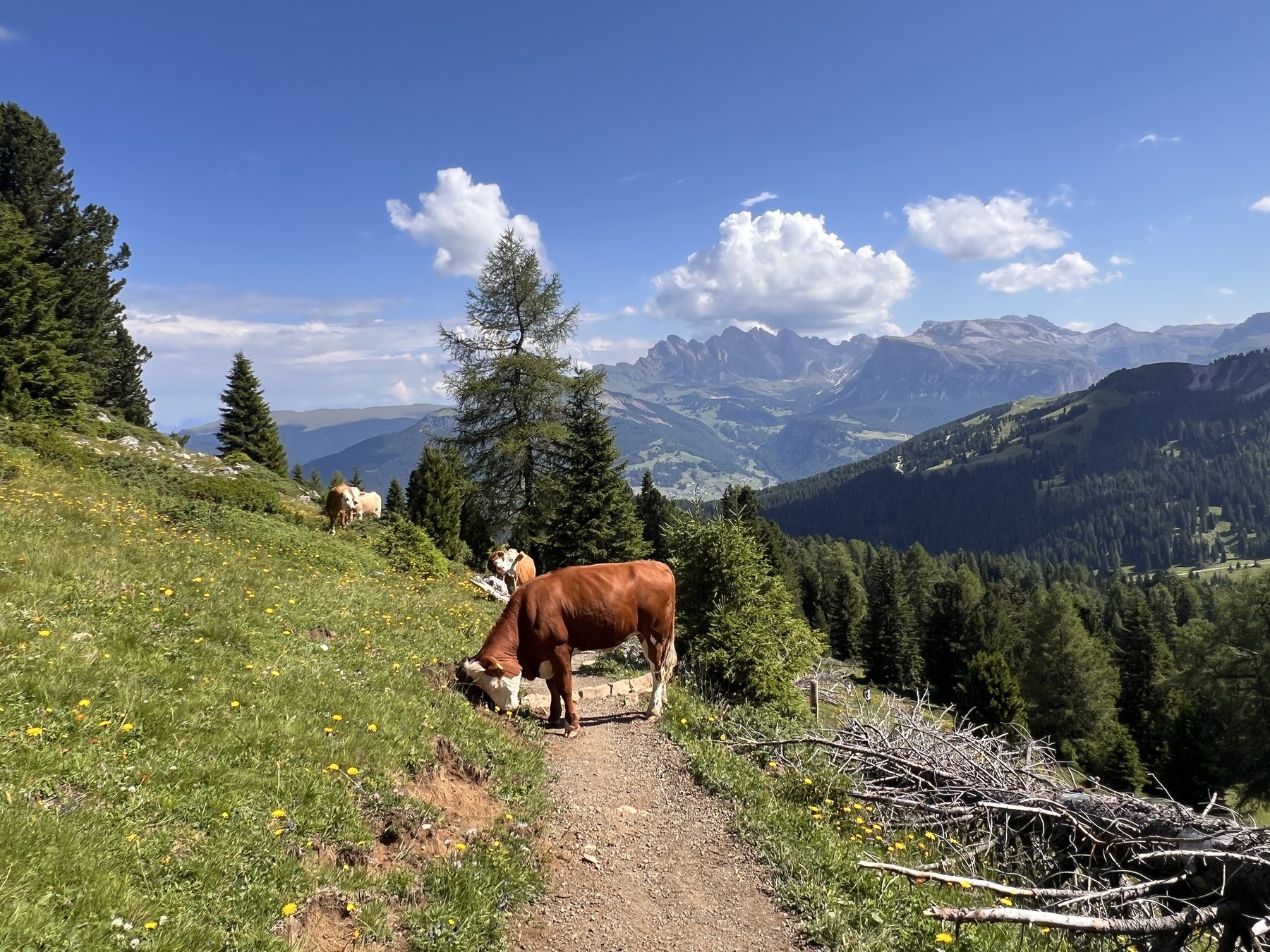 Cow on the Sassolungo hiking trail
