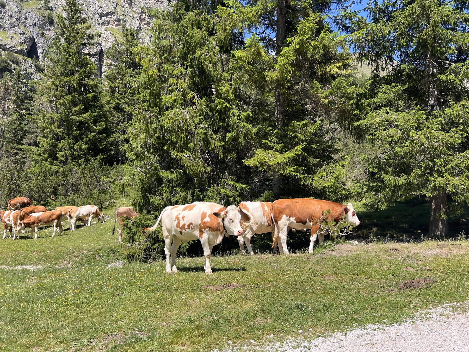 Cows beside the Seceda hiking route