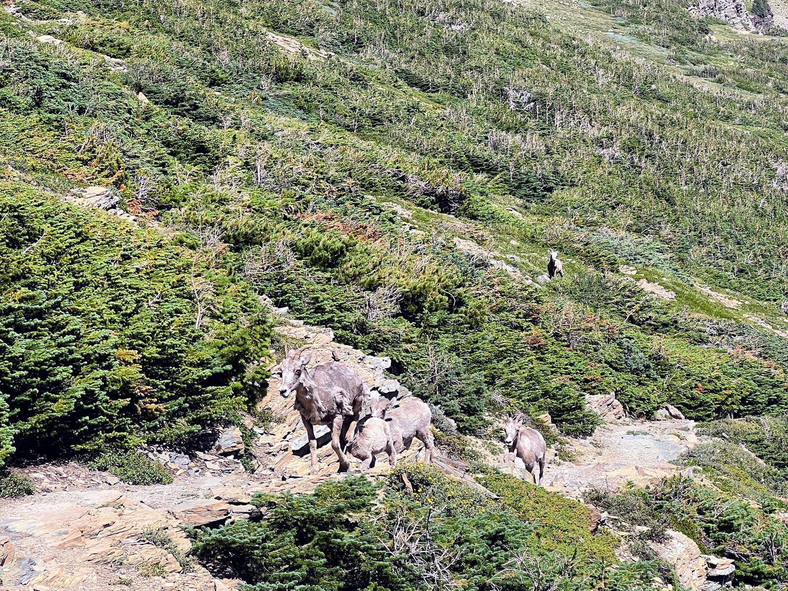 Wildlife on the Dawson-Pitamakan Loop
