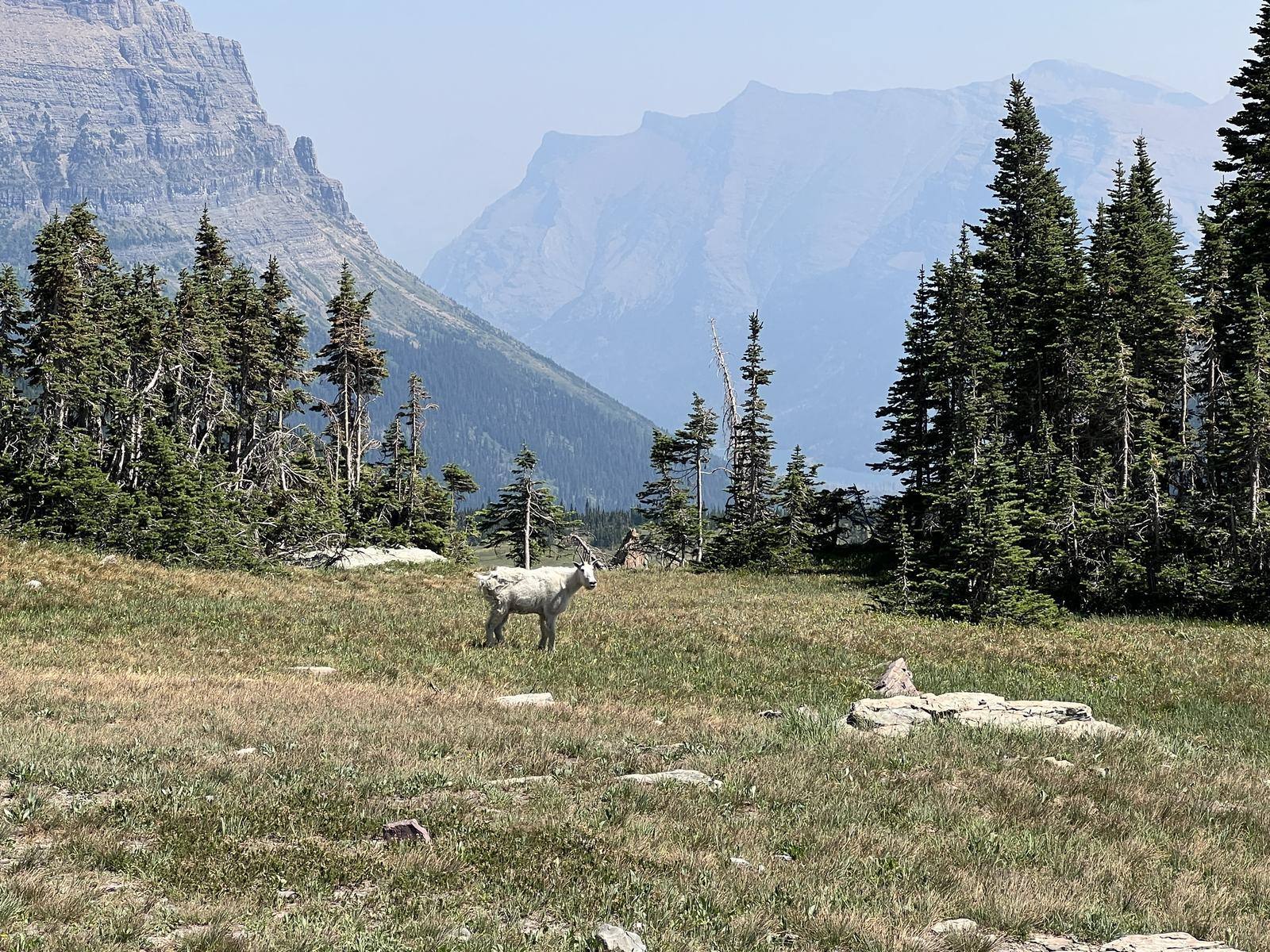 Mountain goat near the Hidden Lake trail