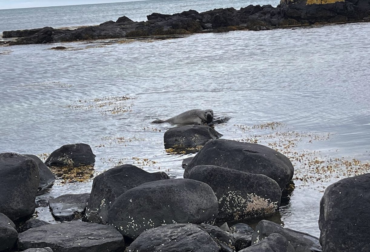 Seal resting among rocks at Ytri Tunga Beach