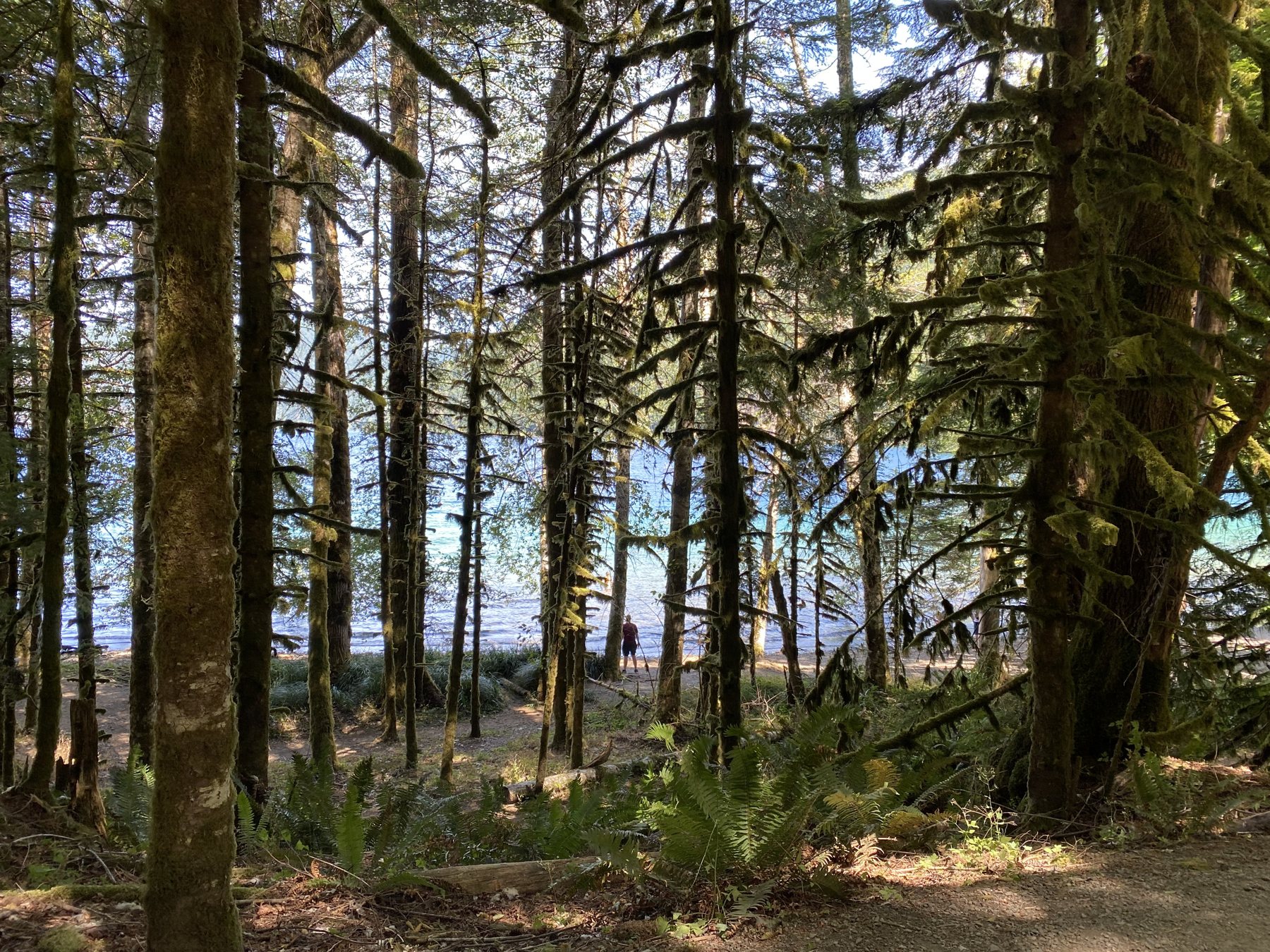 Forest near Lake Crescent in Olympic National Park