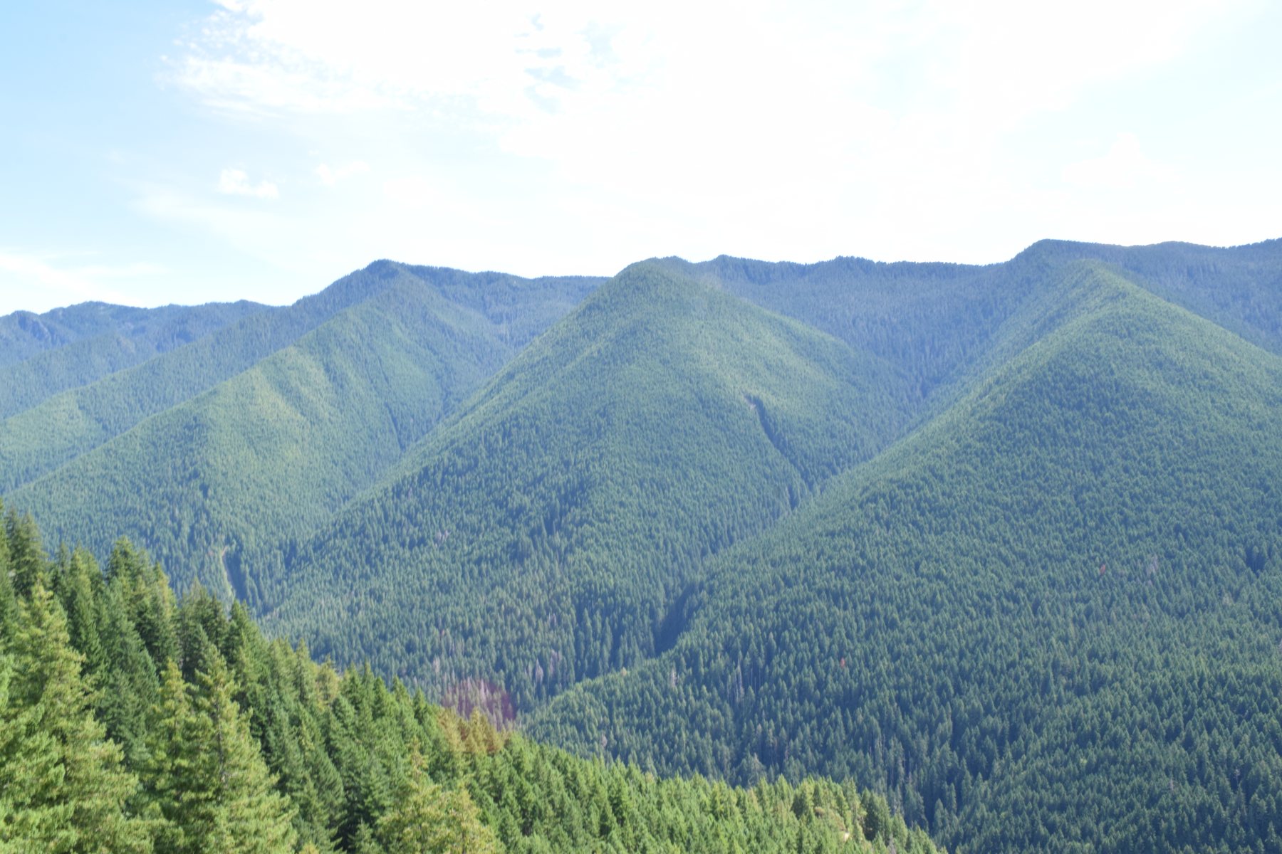 Mt. Ellinor from the Upper Trailhead: Worth the Detour