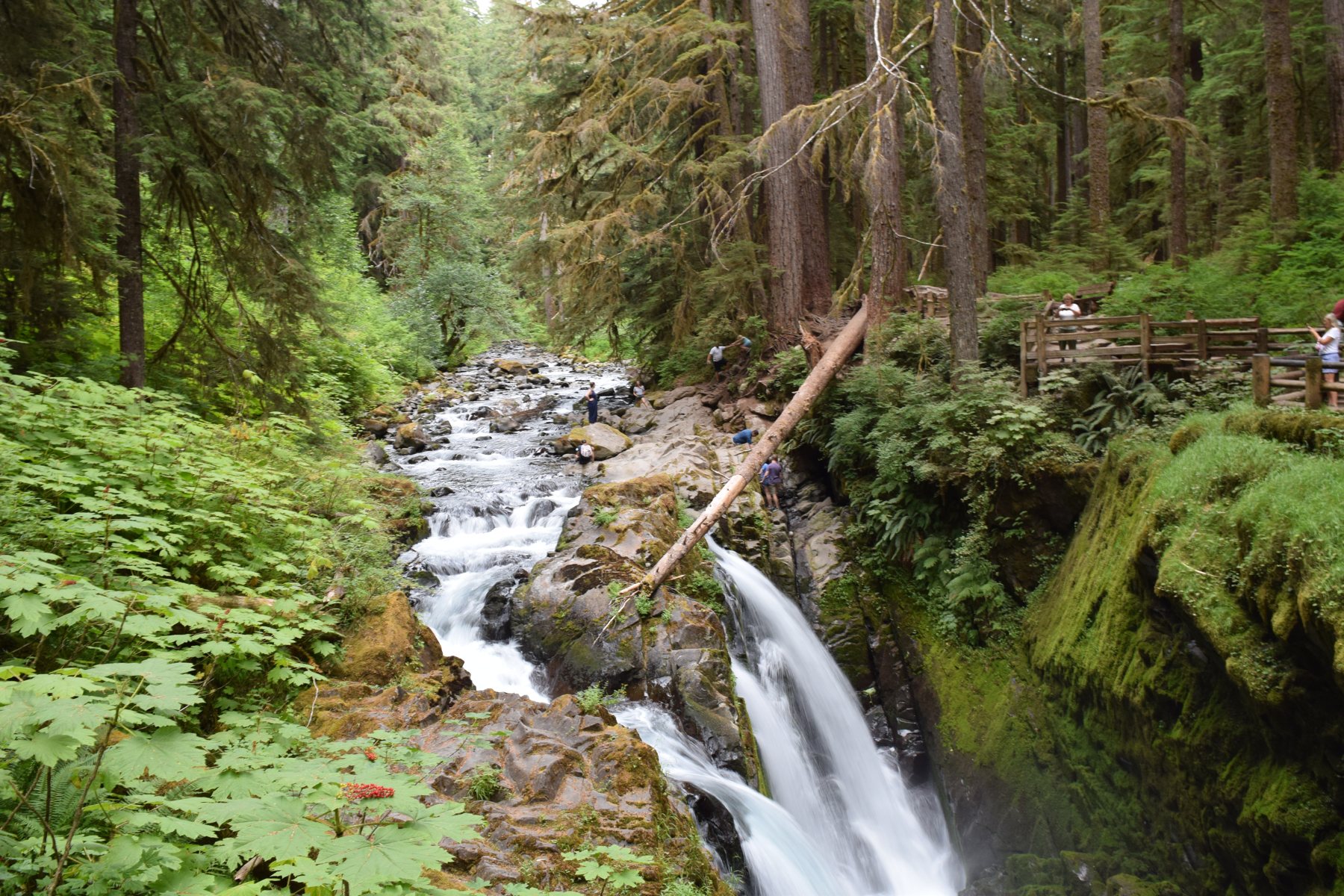 Forest stream and waterfall in Olympic