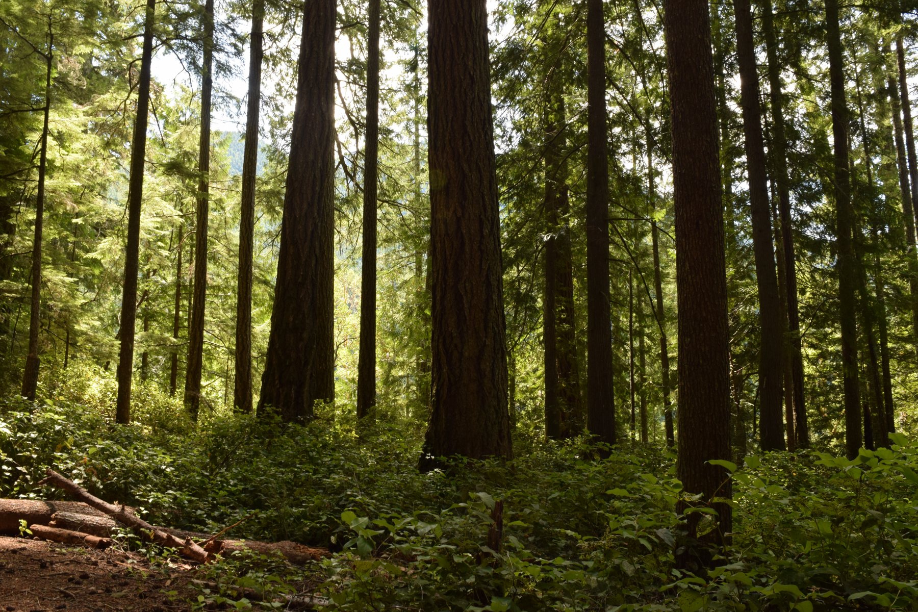 Tall forest in the Olympic rainforest