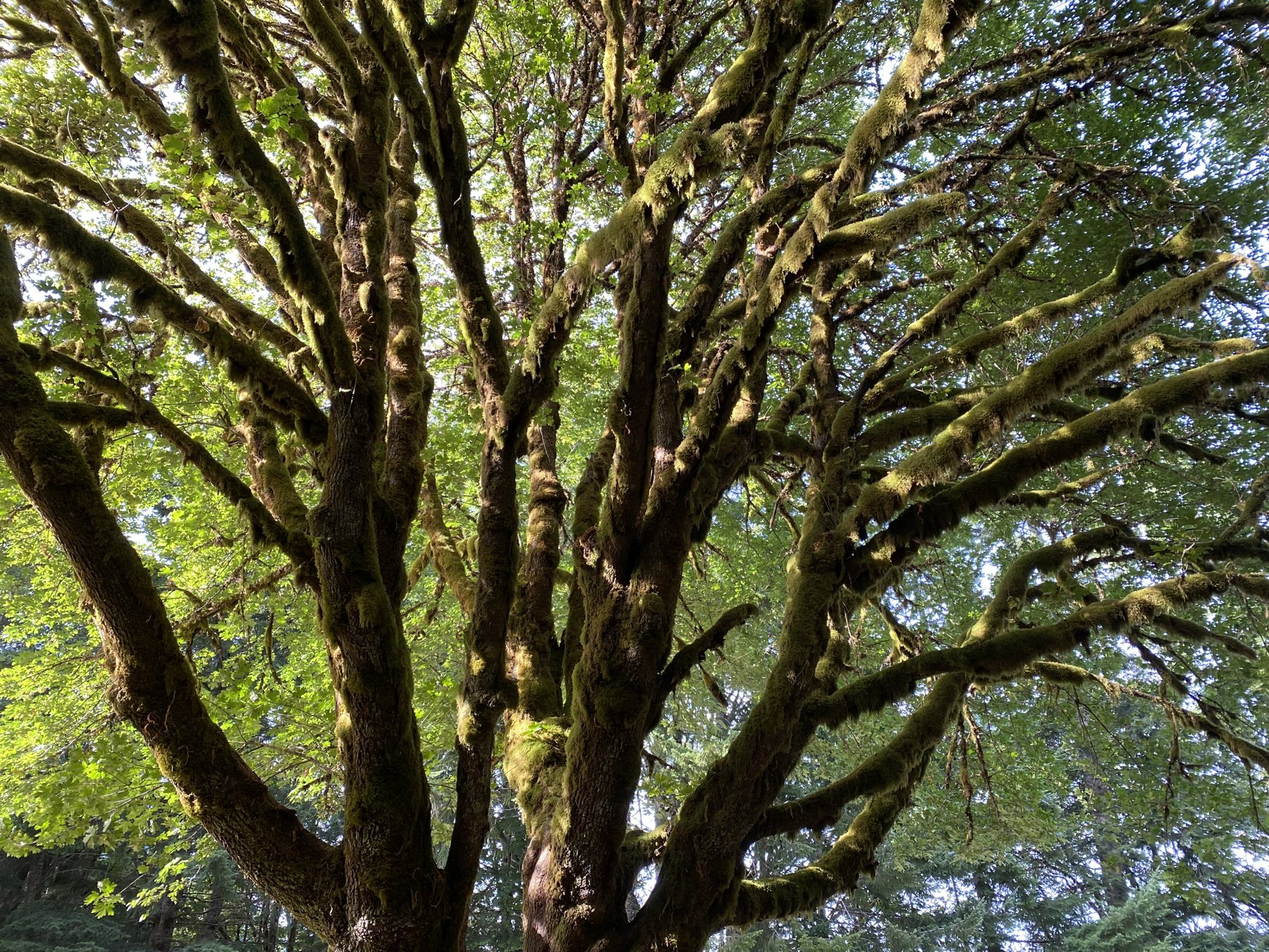 Mossy broad-canopied tree in the Olympic rainforest