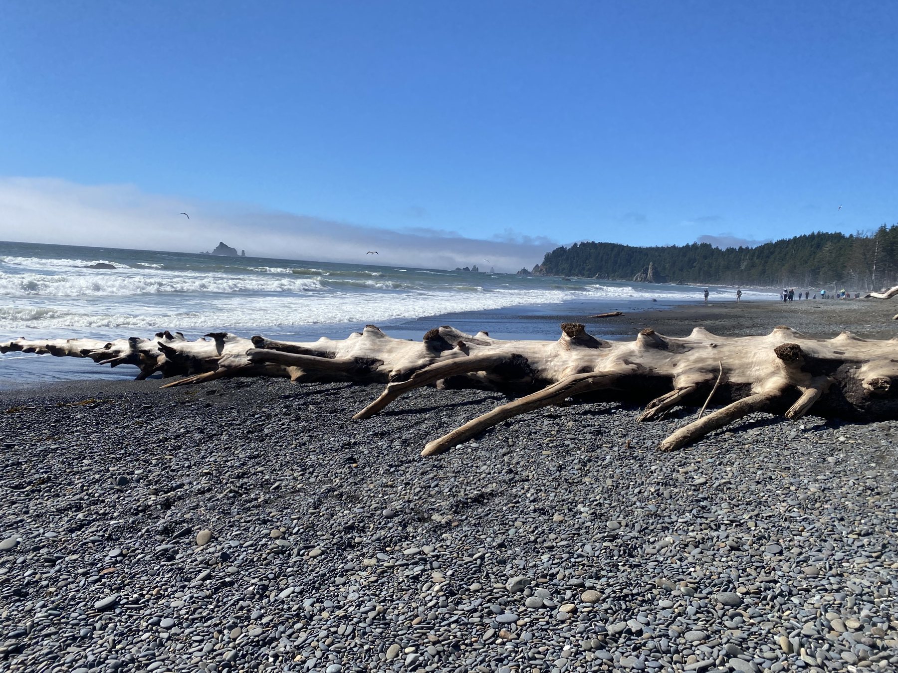 Our 4-Day Olympic National Park Itinerary