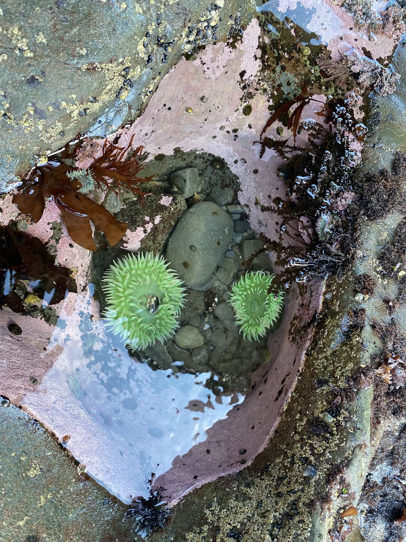 Colorful tide pool life on the Olympic coast