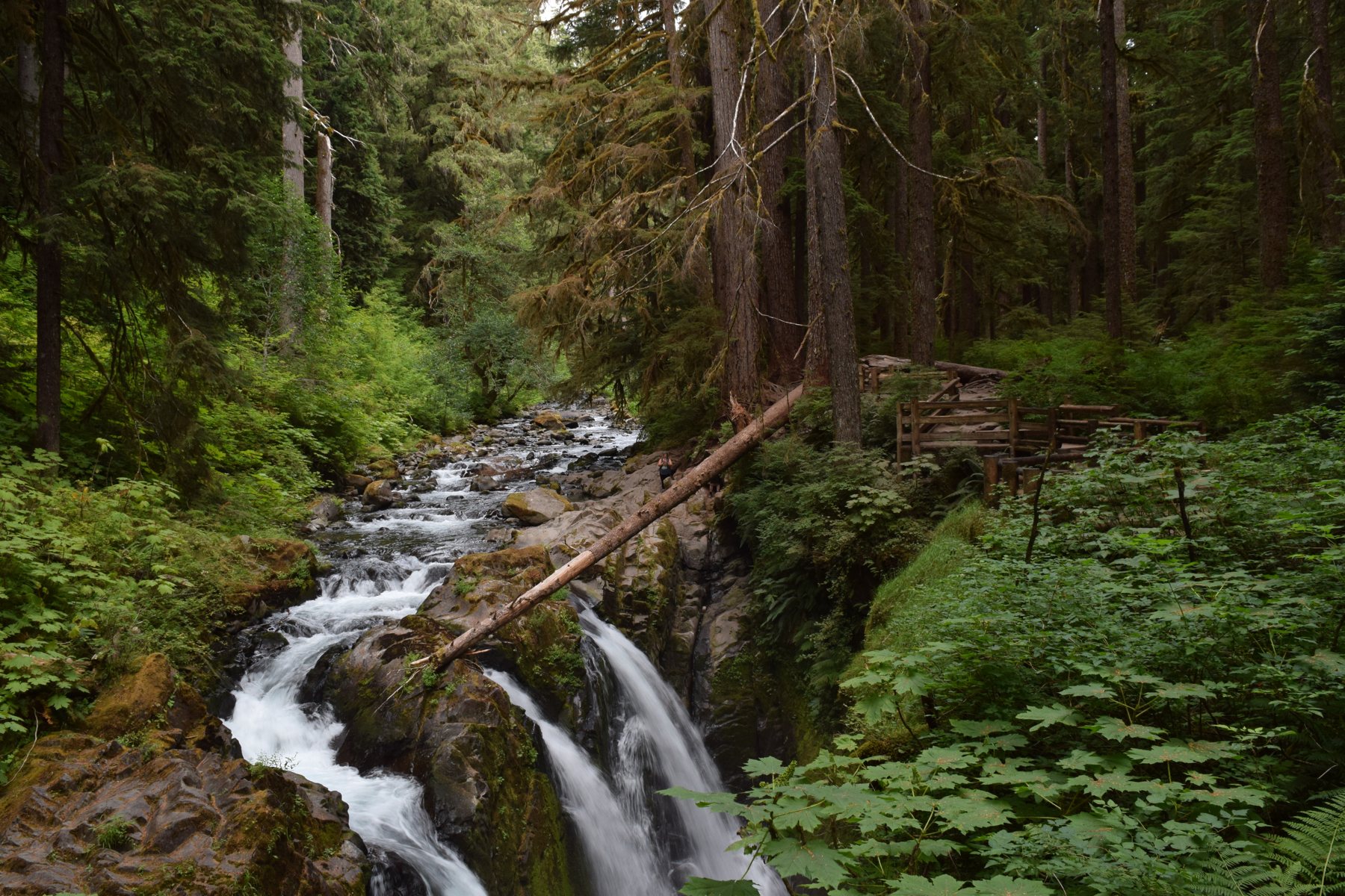 Sol Duc rainforest trail