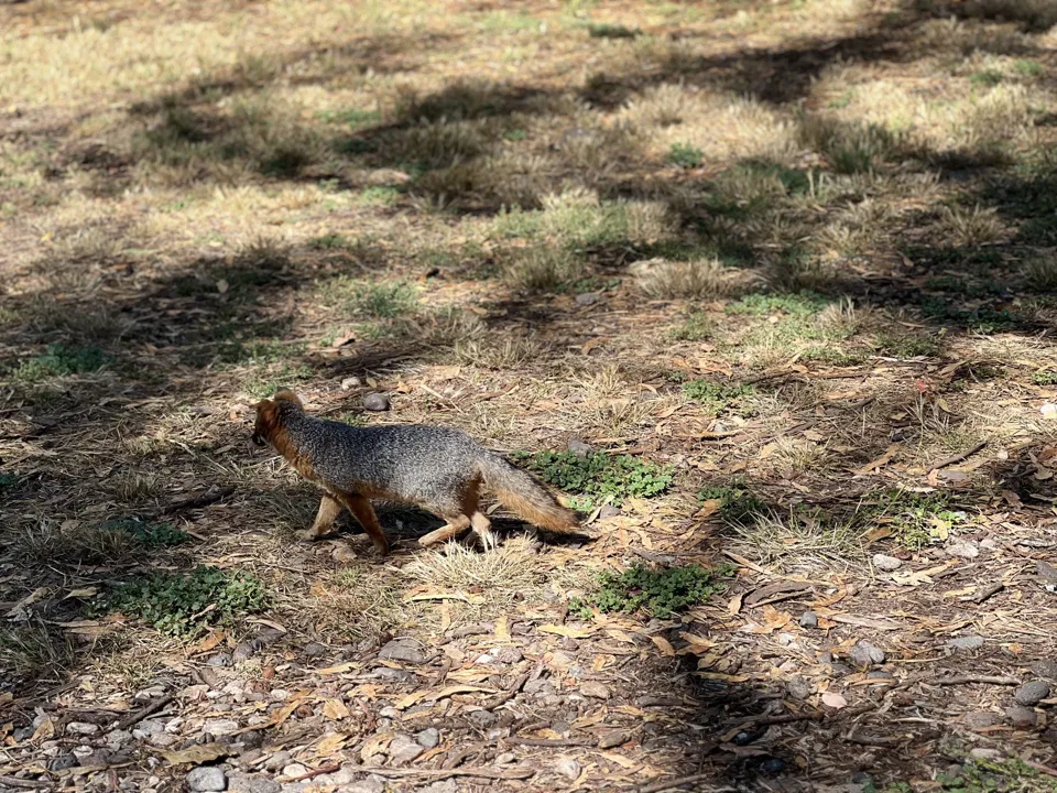 Island fox on Santa Cruz Island