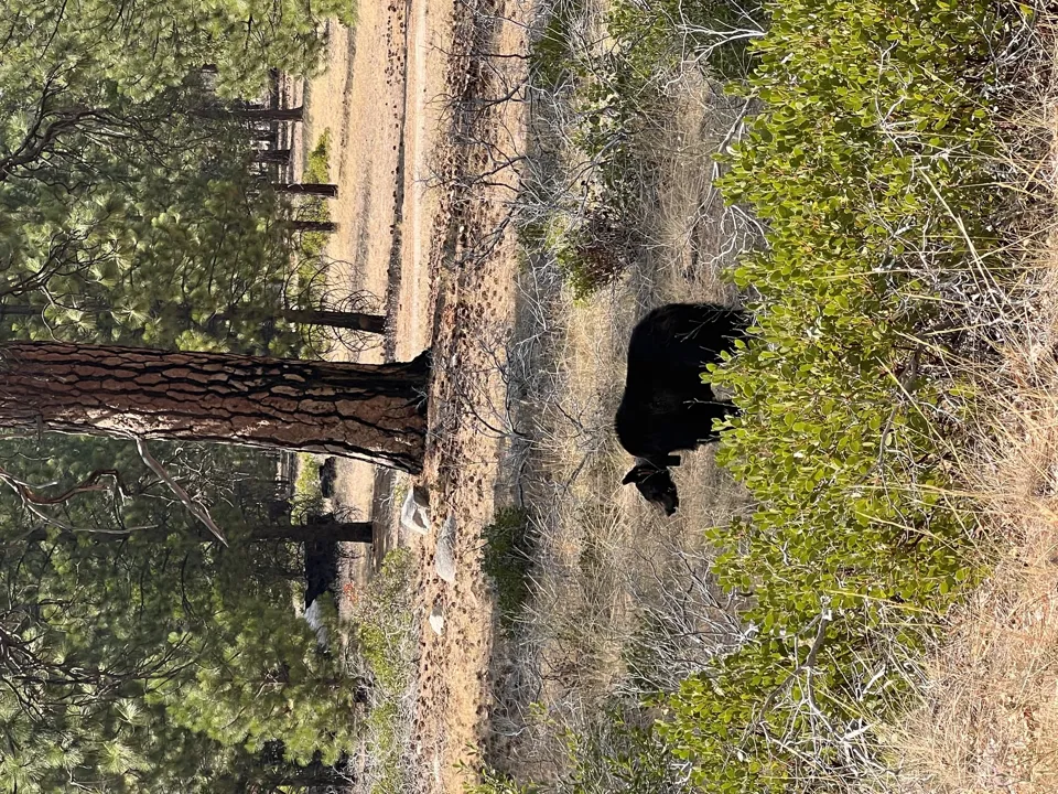 Bear seen from a safe distance in Kings Canyon