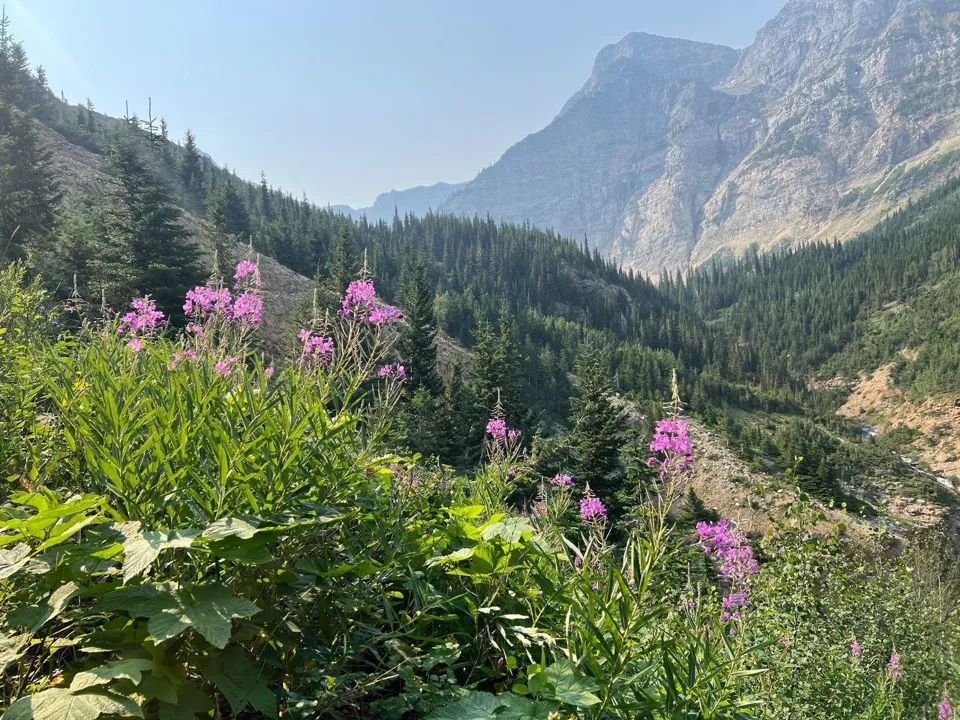 Pink wildflowers beside the Crypt Lake trail in late July