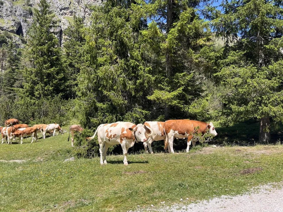 Cows beside the Seceda hiking route