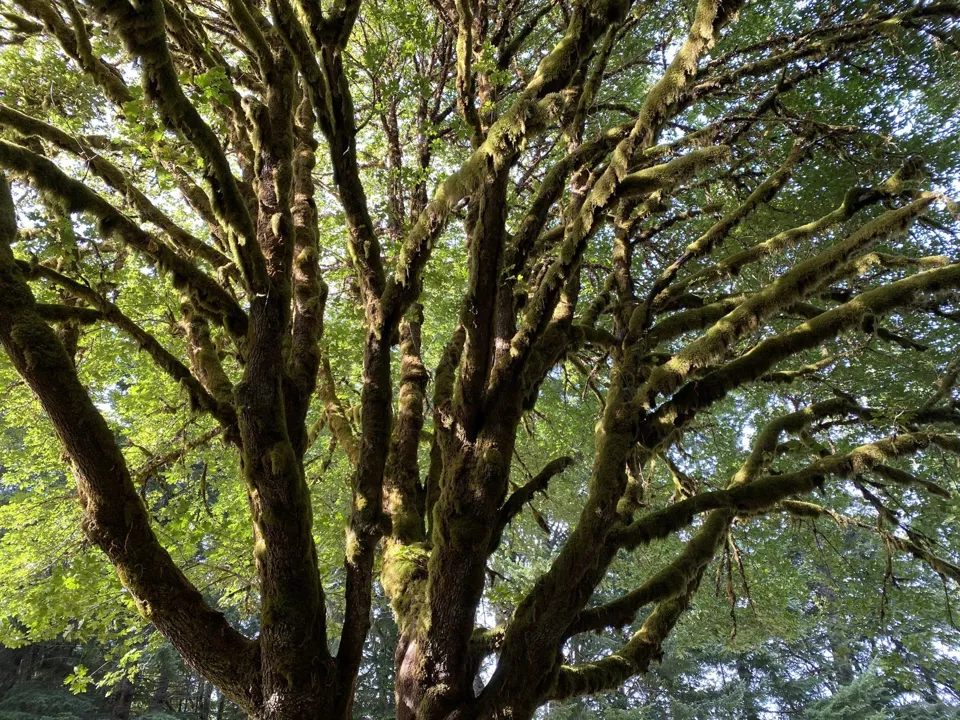 Mossy broad-canopied tree in the Olympic rainforest