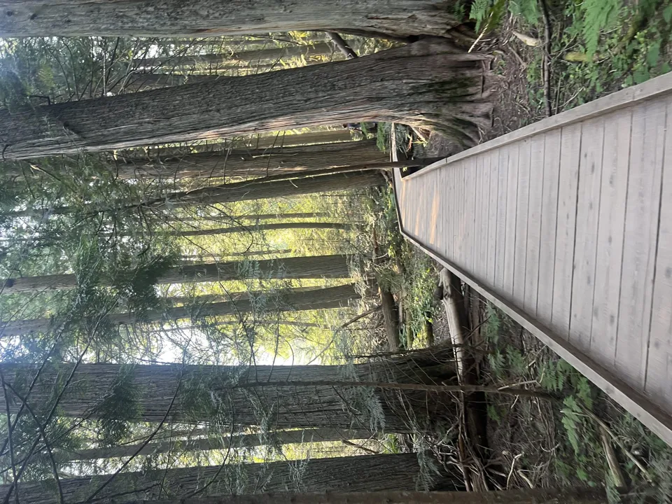 Trail of the Cedars boardwalk through the forest on the way to Avalanche Lake