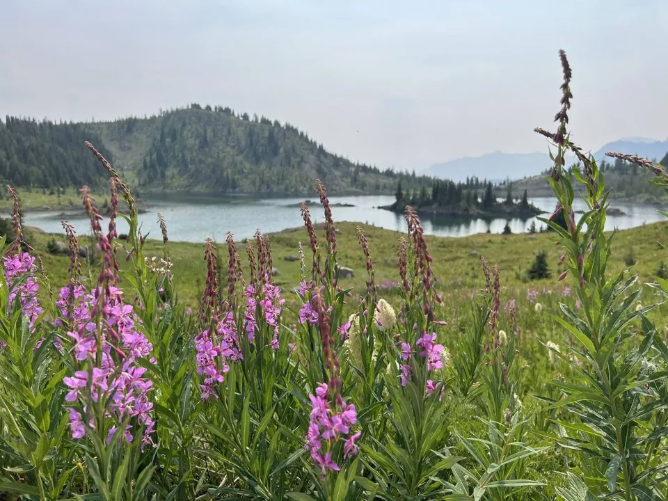 Wildflowers at Sunshine Meadows