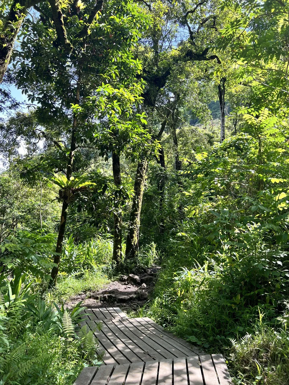Lush Pīpīwai Trail