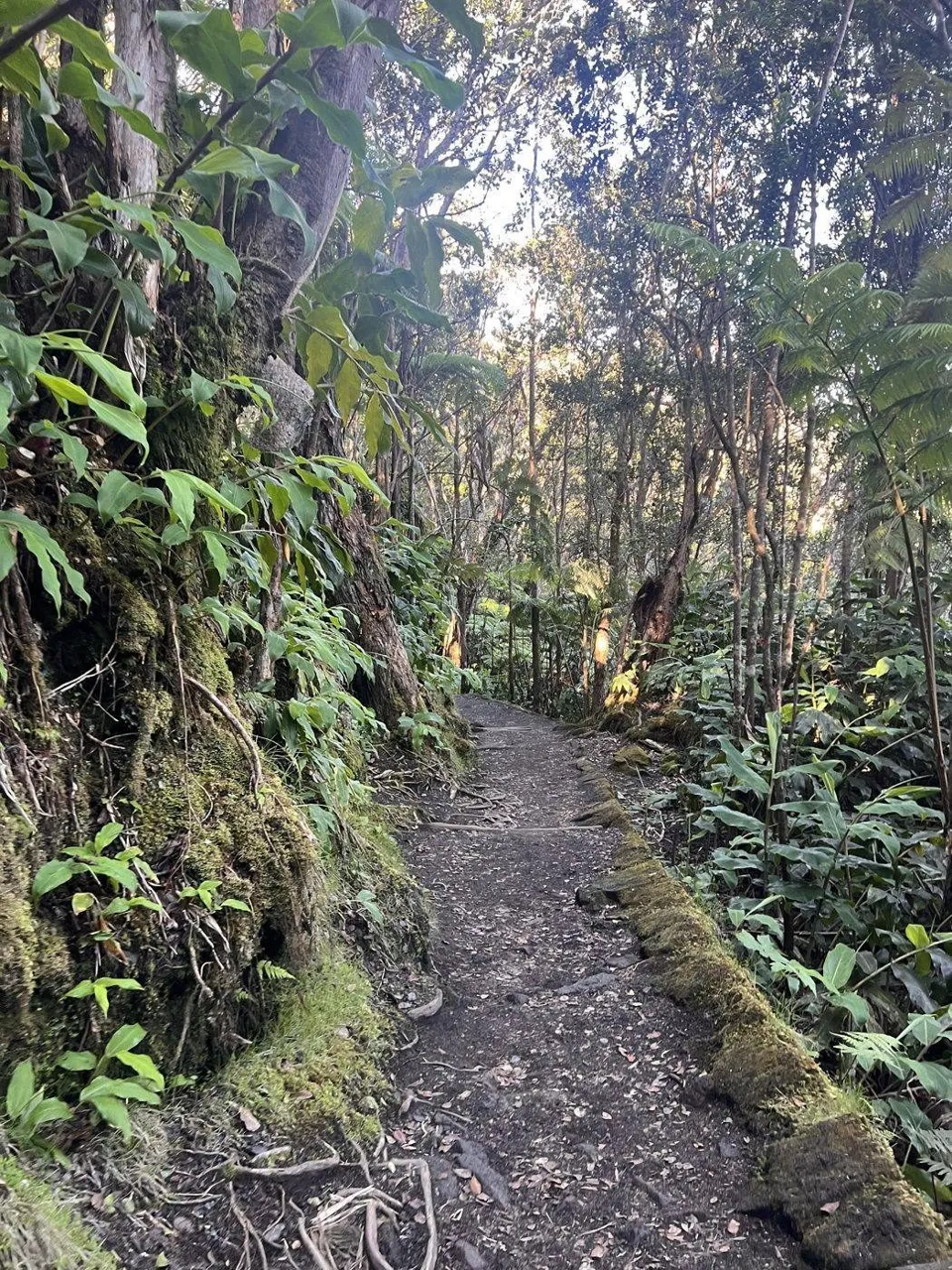 Rainforest trail in Hawaii Volcanoes National Park