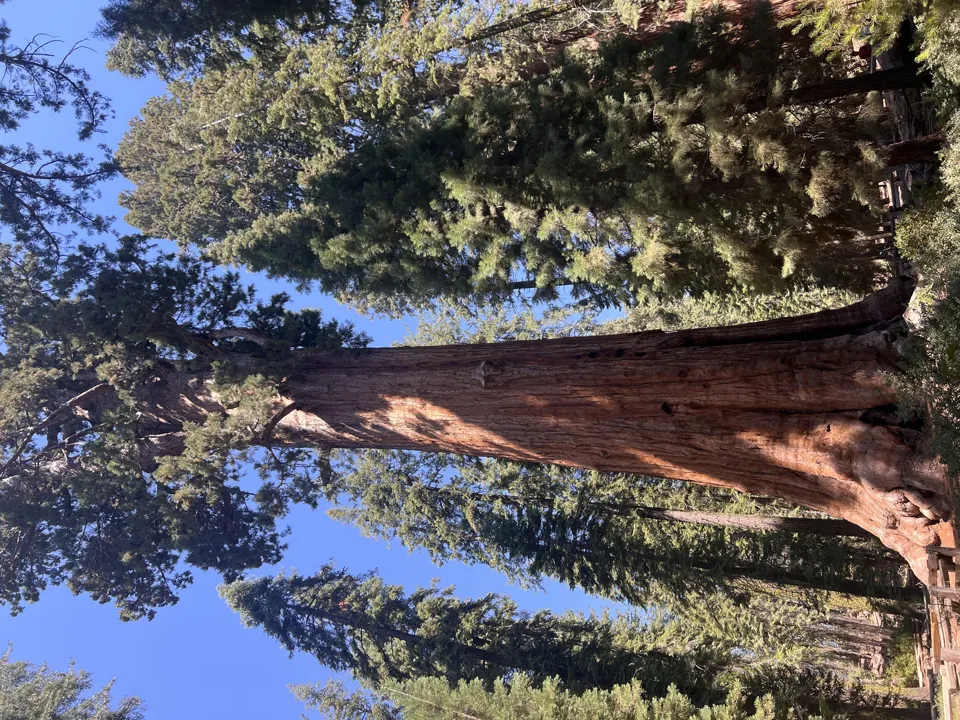 Giant sequoias