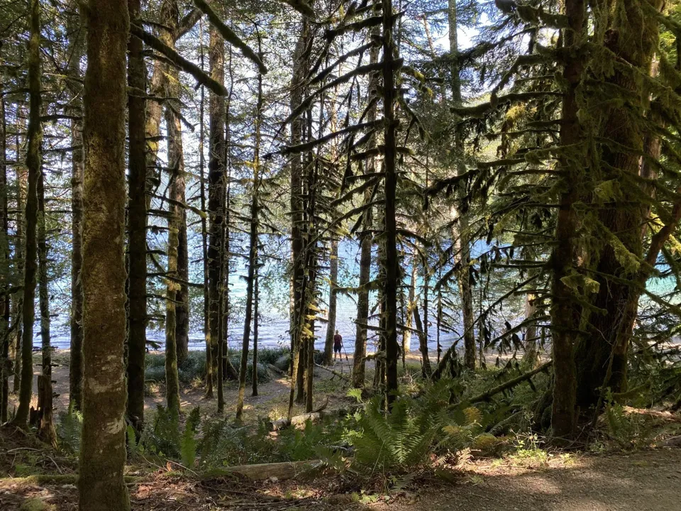 Forest near Lake Crescent in Olympic National Park