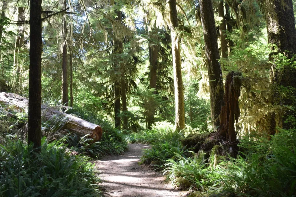 Rainforest trail in the Quinault area of Olympic National Park