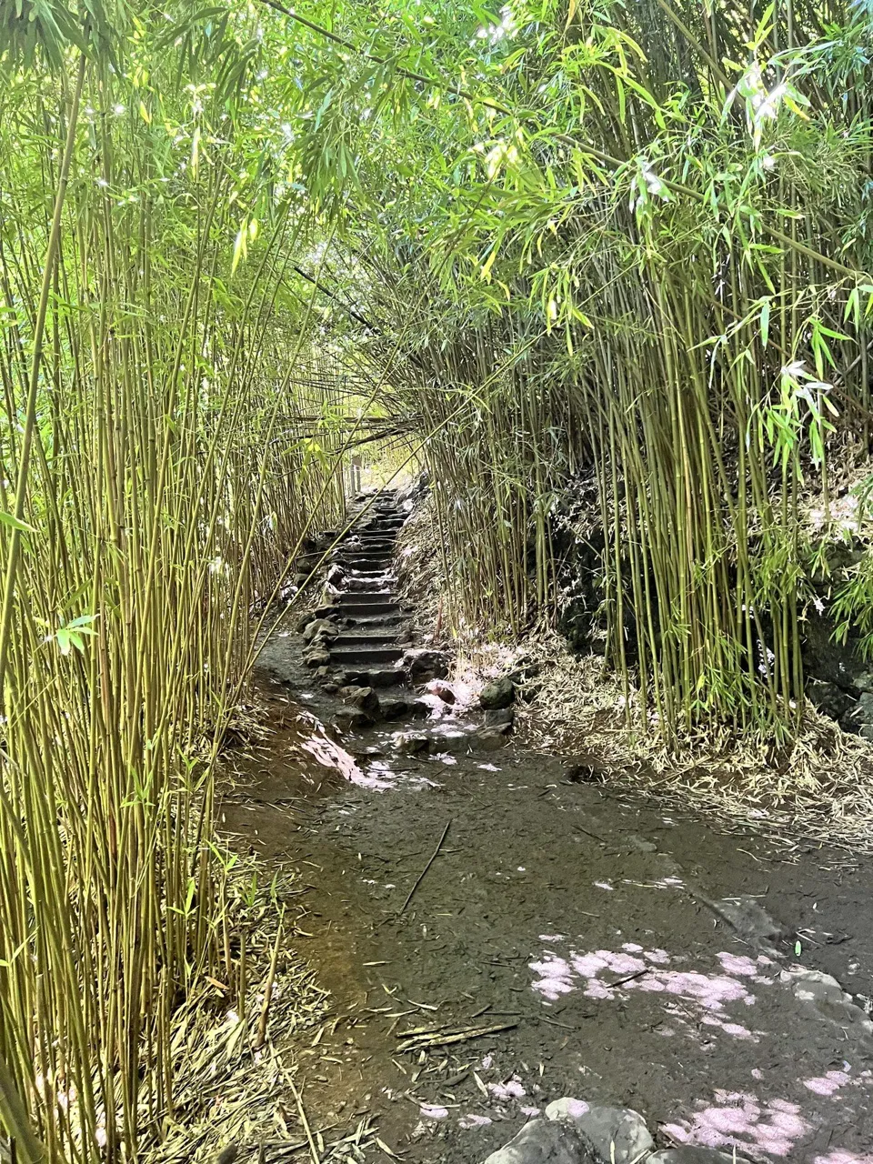 Bamboo on Pīpīwai Trail