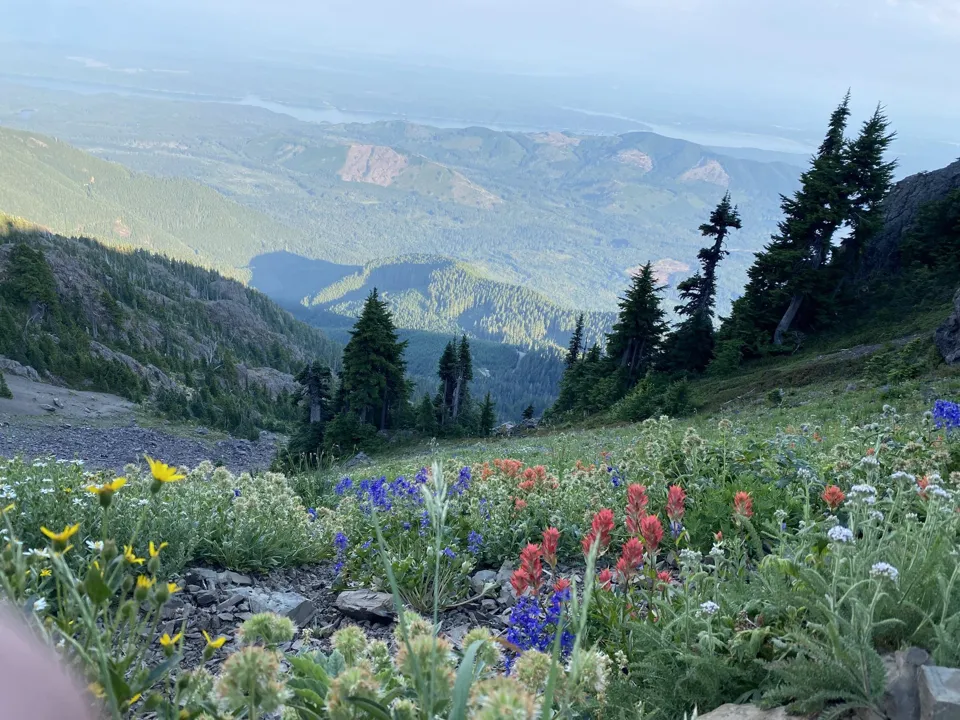 Wildflowers on Mount Ellinor