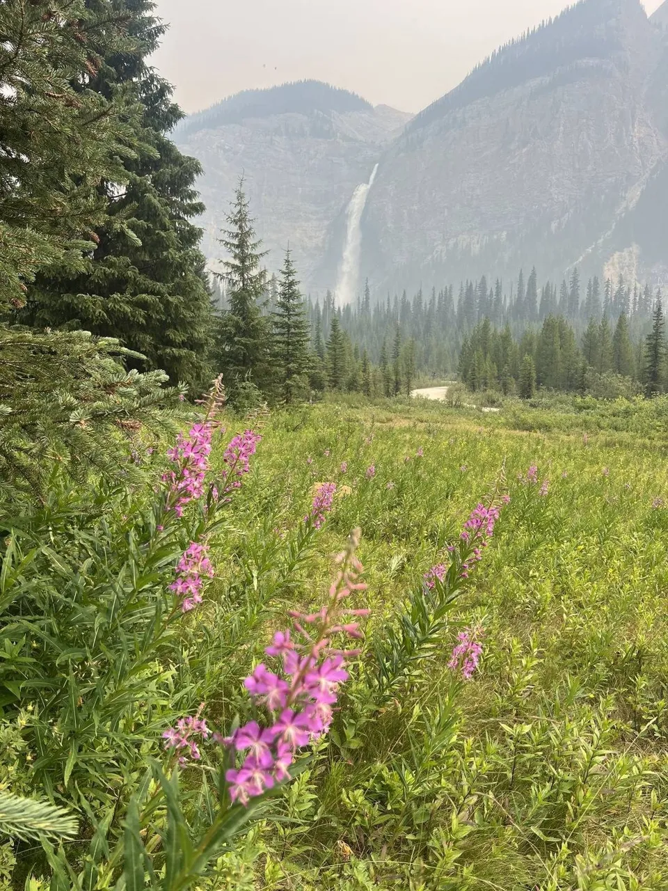 Iceline Trail Yoho National Park