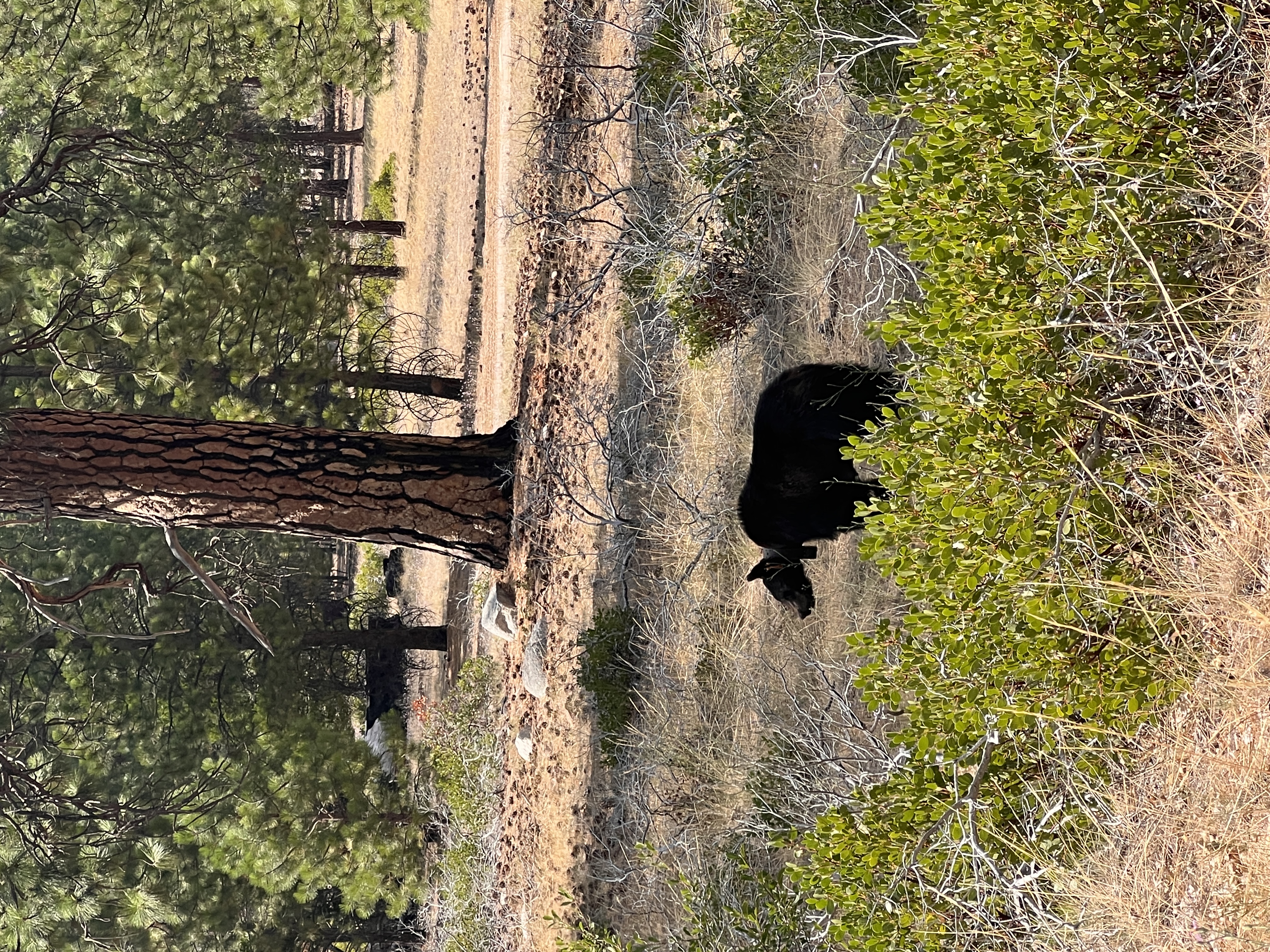 Bear seen from a safe distance in Kings Canyon