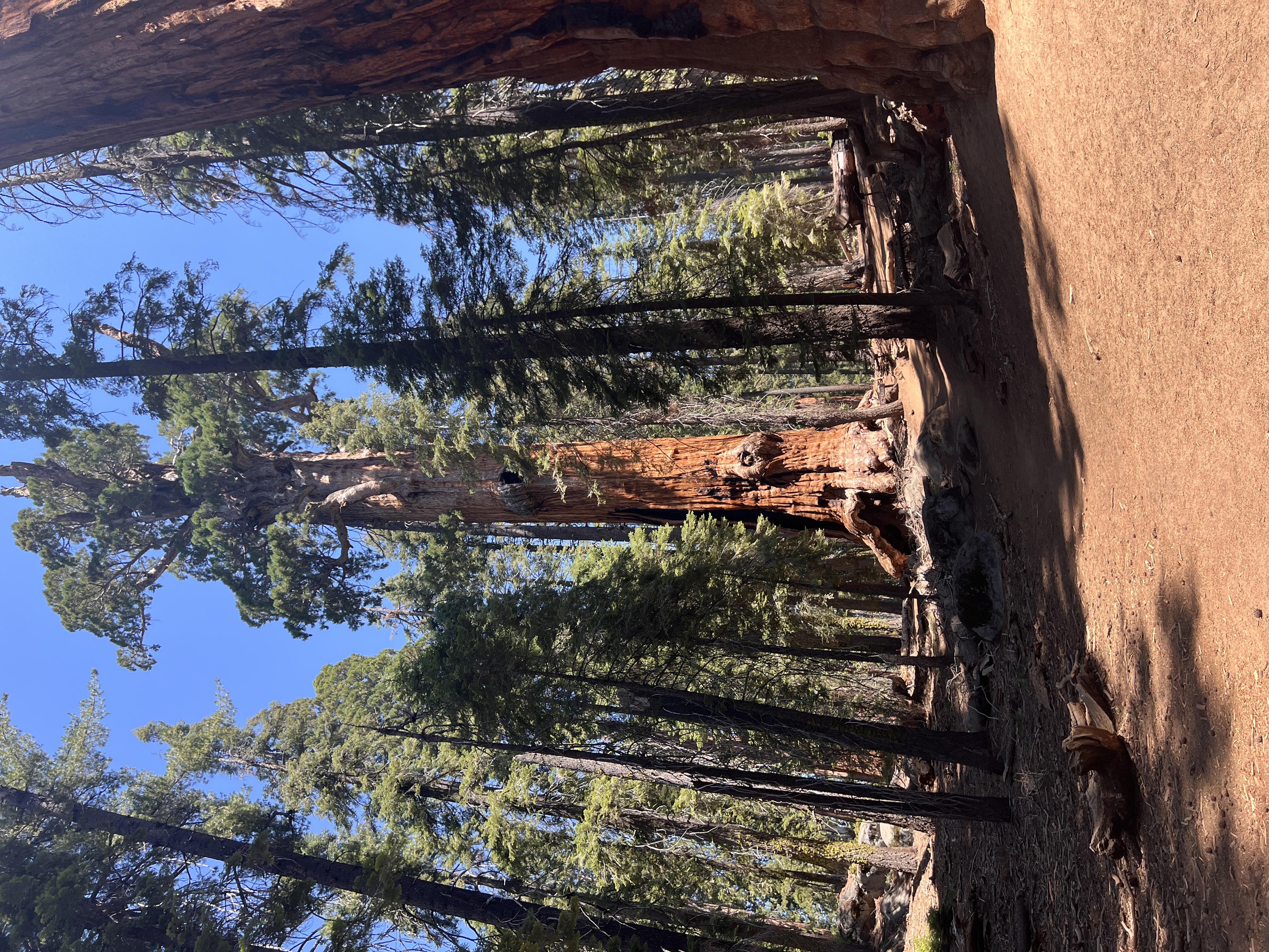 3 Days in Sequoia + Kings Canyon