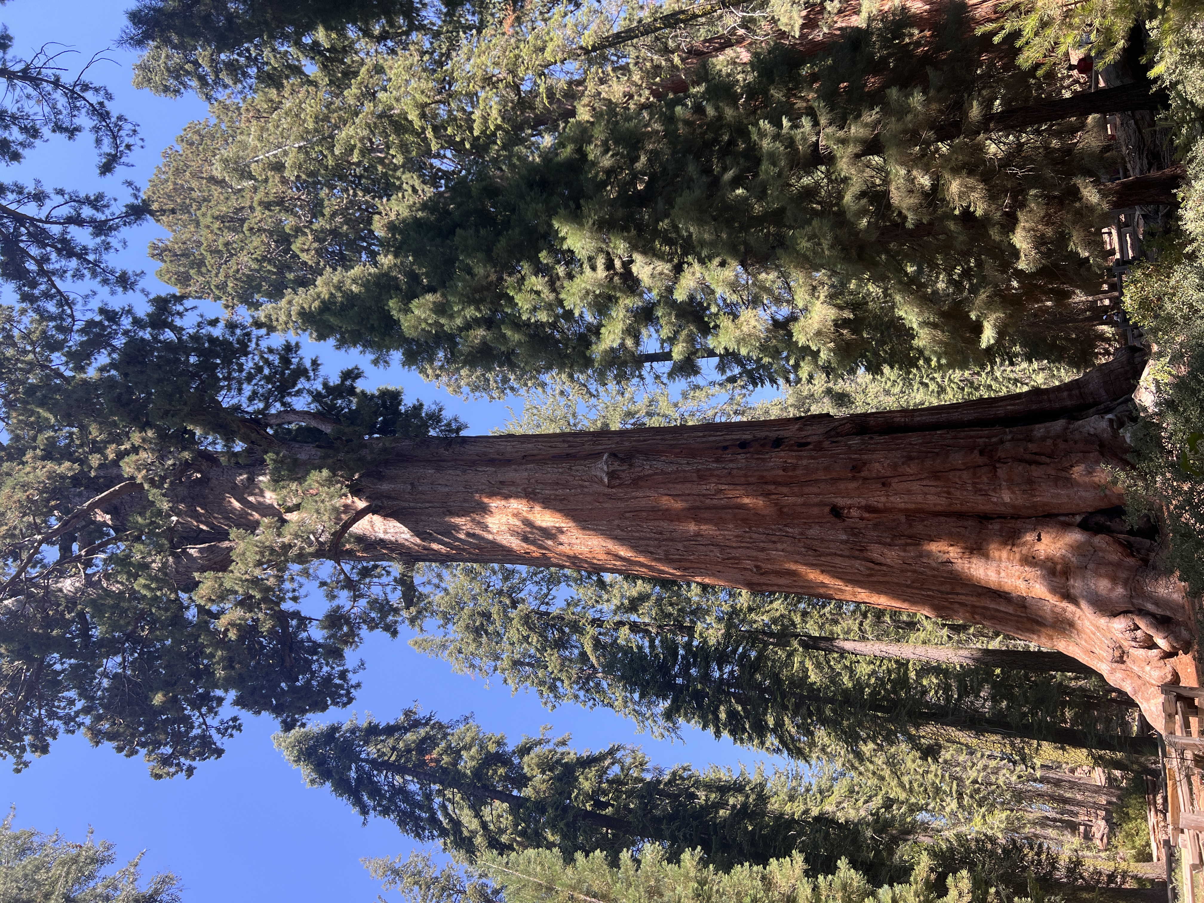 Giant sequoias