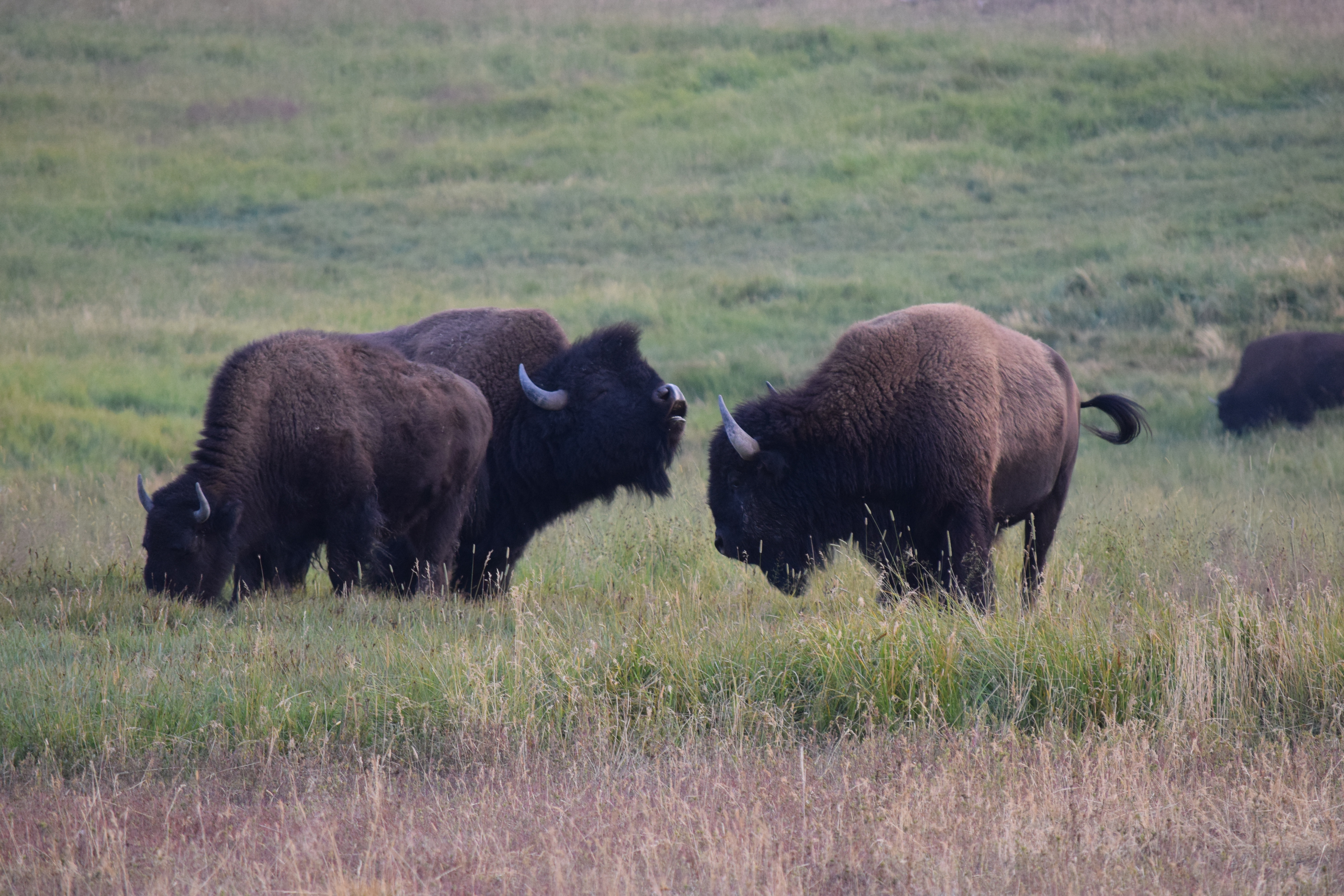 Bison in Yellowstone